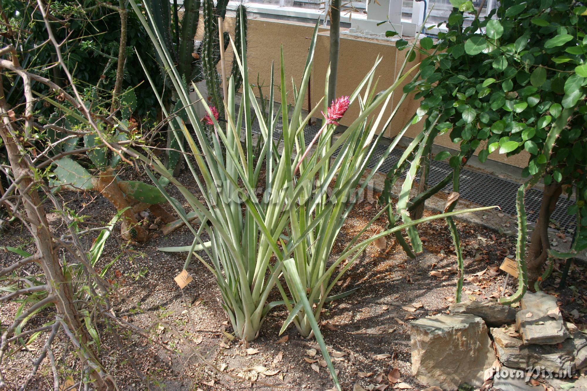 Aechmea distichantha var. distichantha