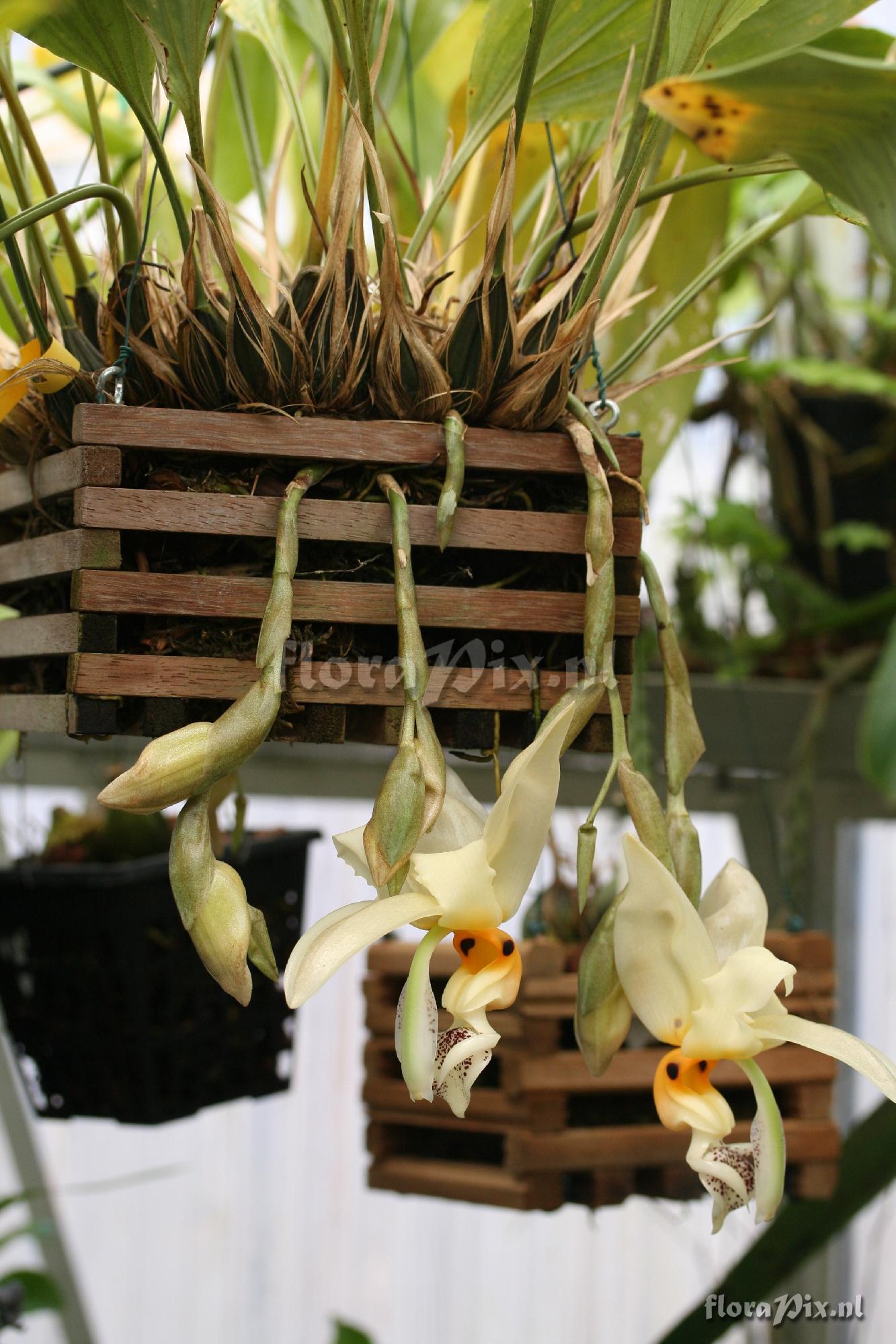 Stanhopea embreei