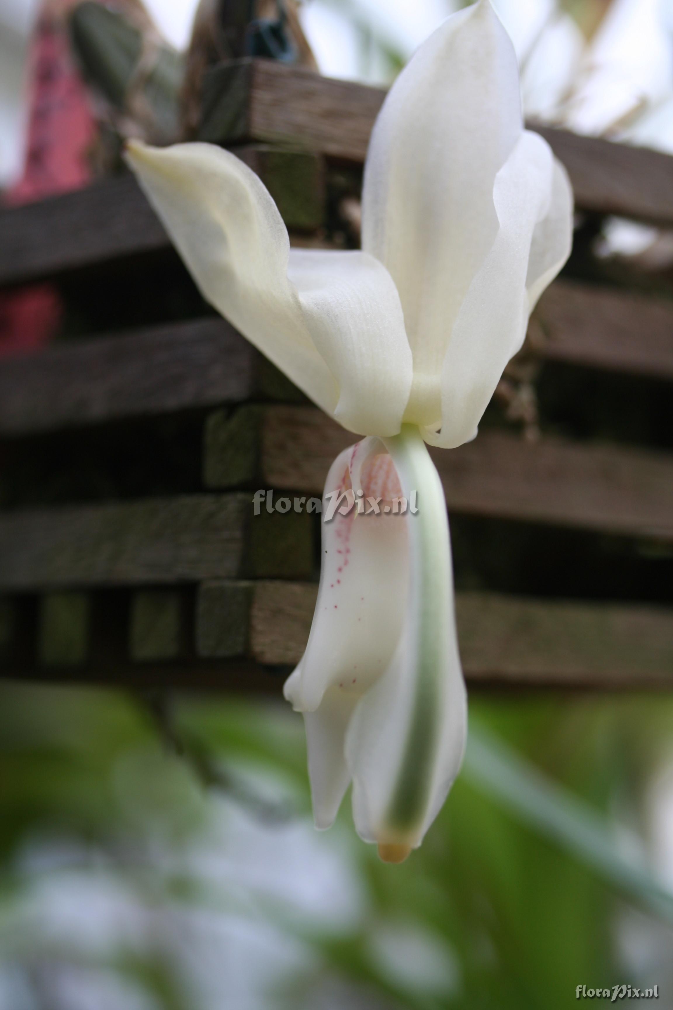 Stanhopea grandiflora