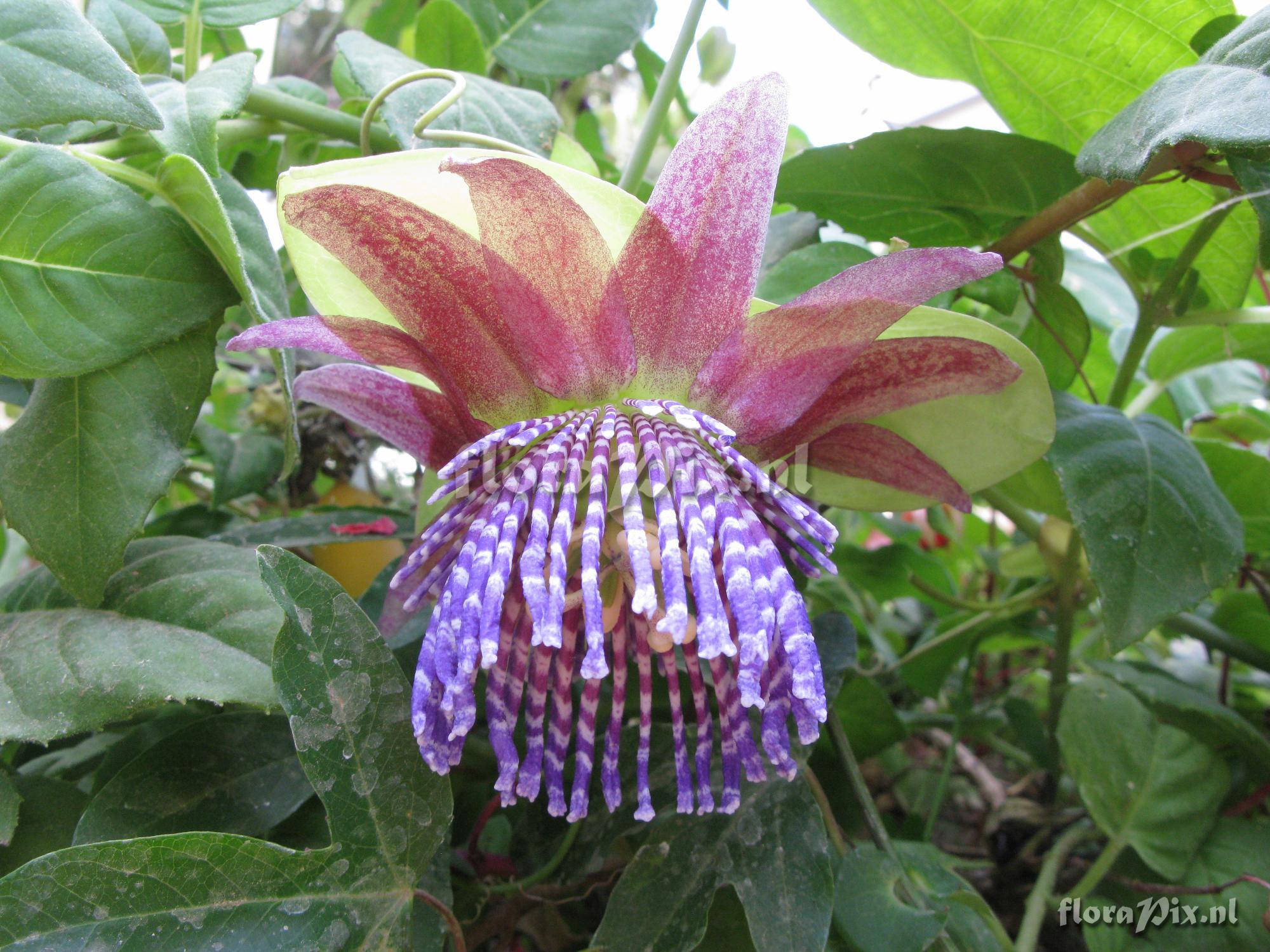 Passiflora triloba