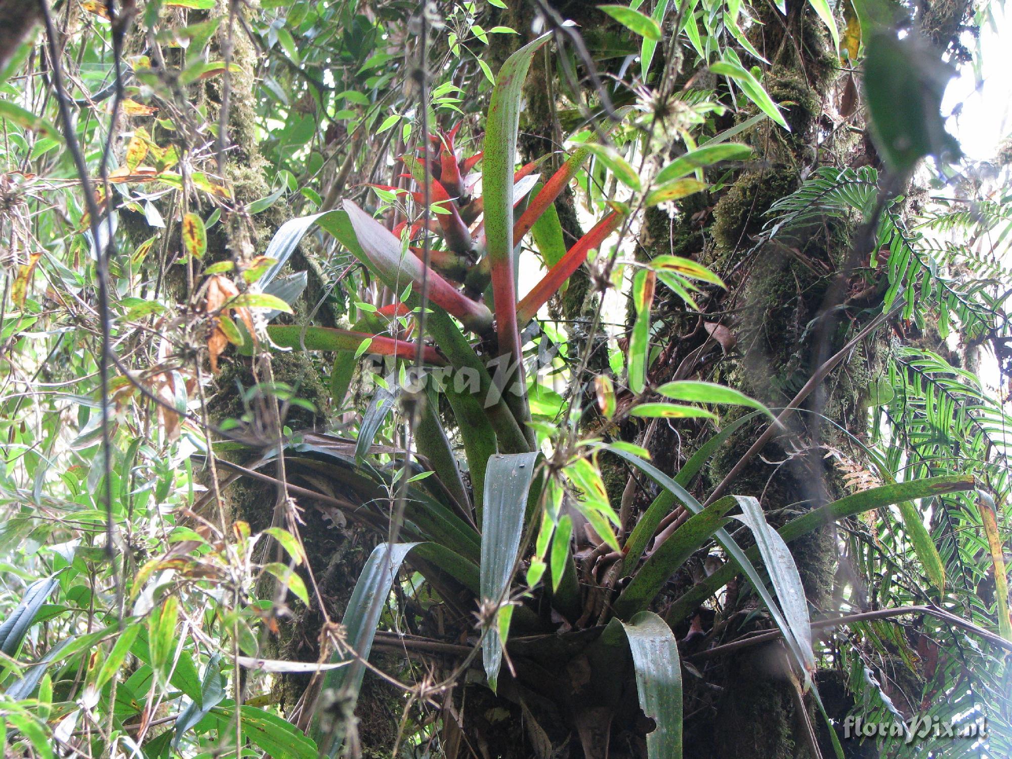 Guzmania squarrosa