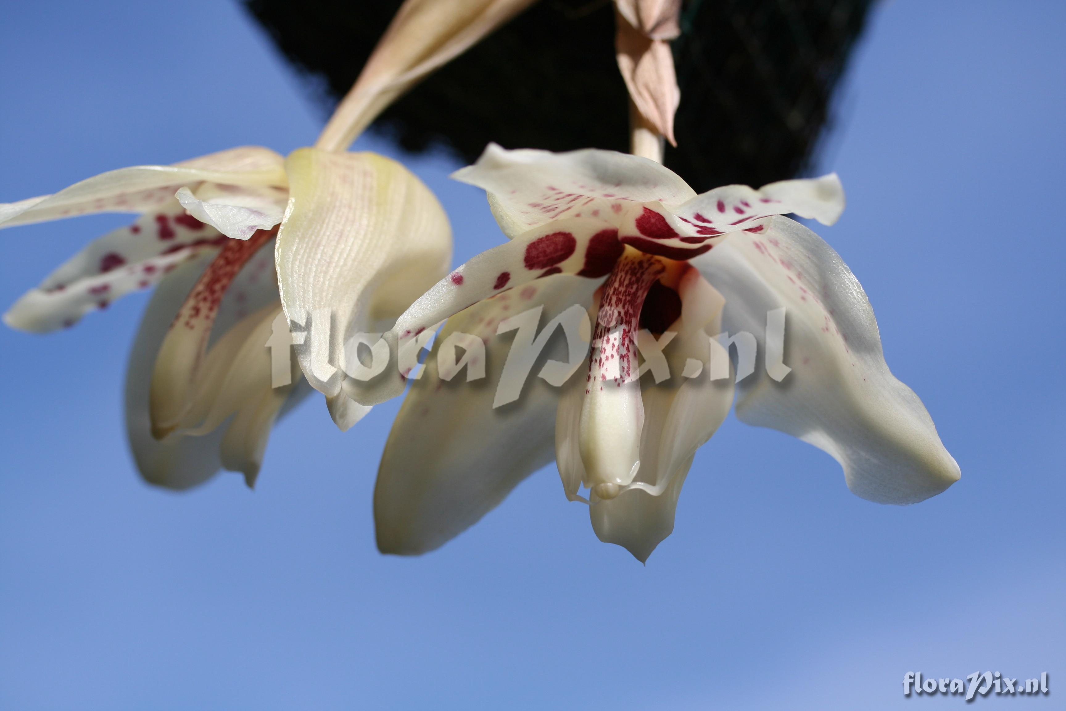 Stanhopea martiana