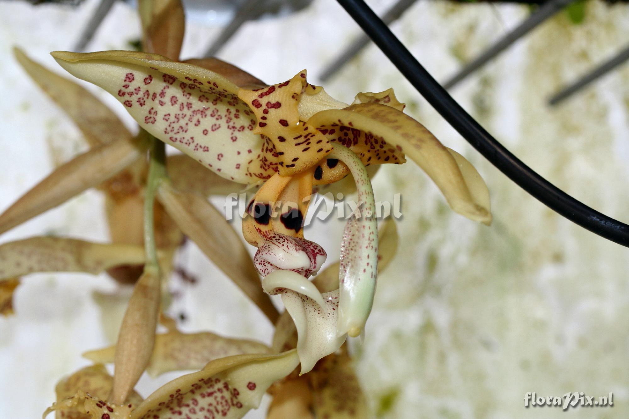 Stanhopea dodsoniana