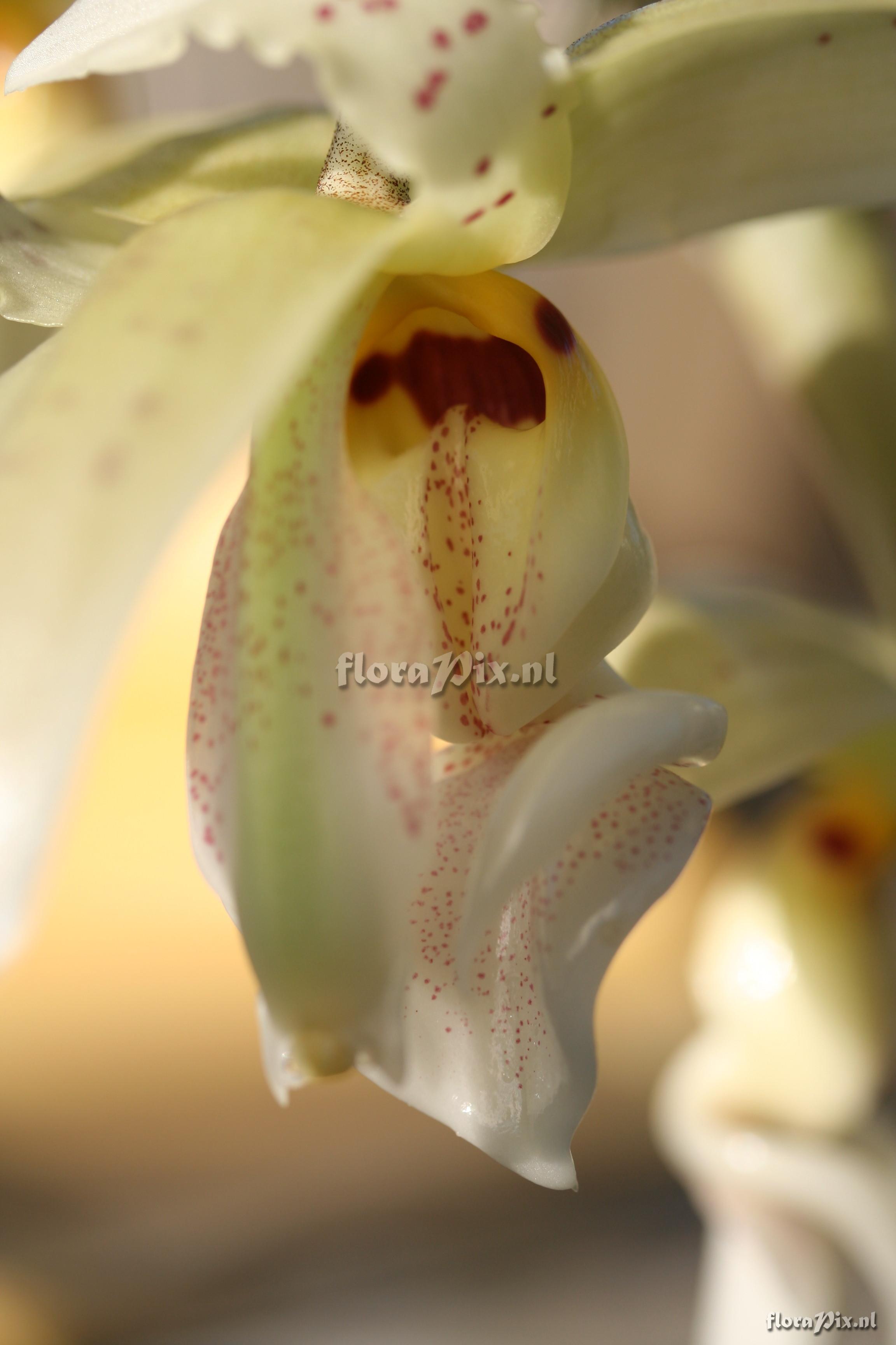 Stanhopea ruckerii