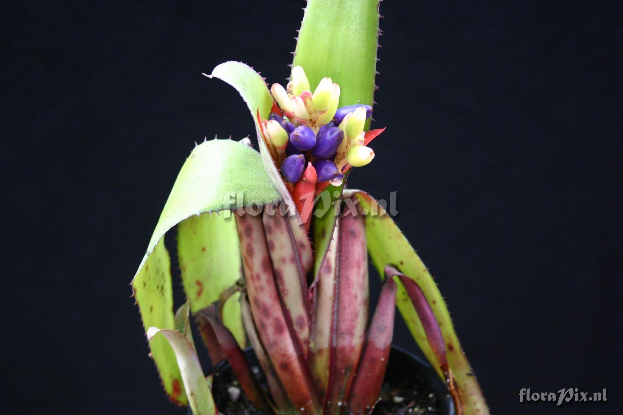 Aechmea brevicollis