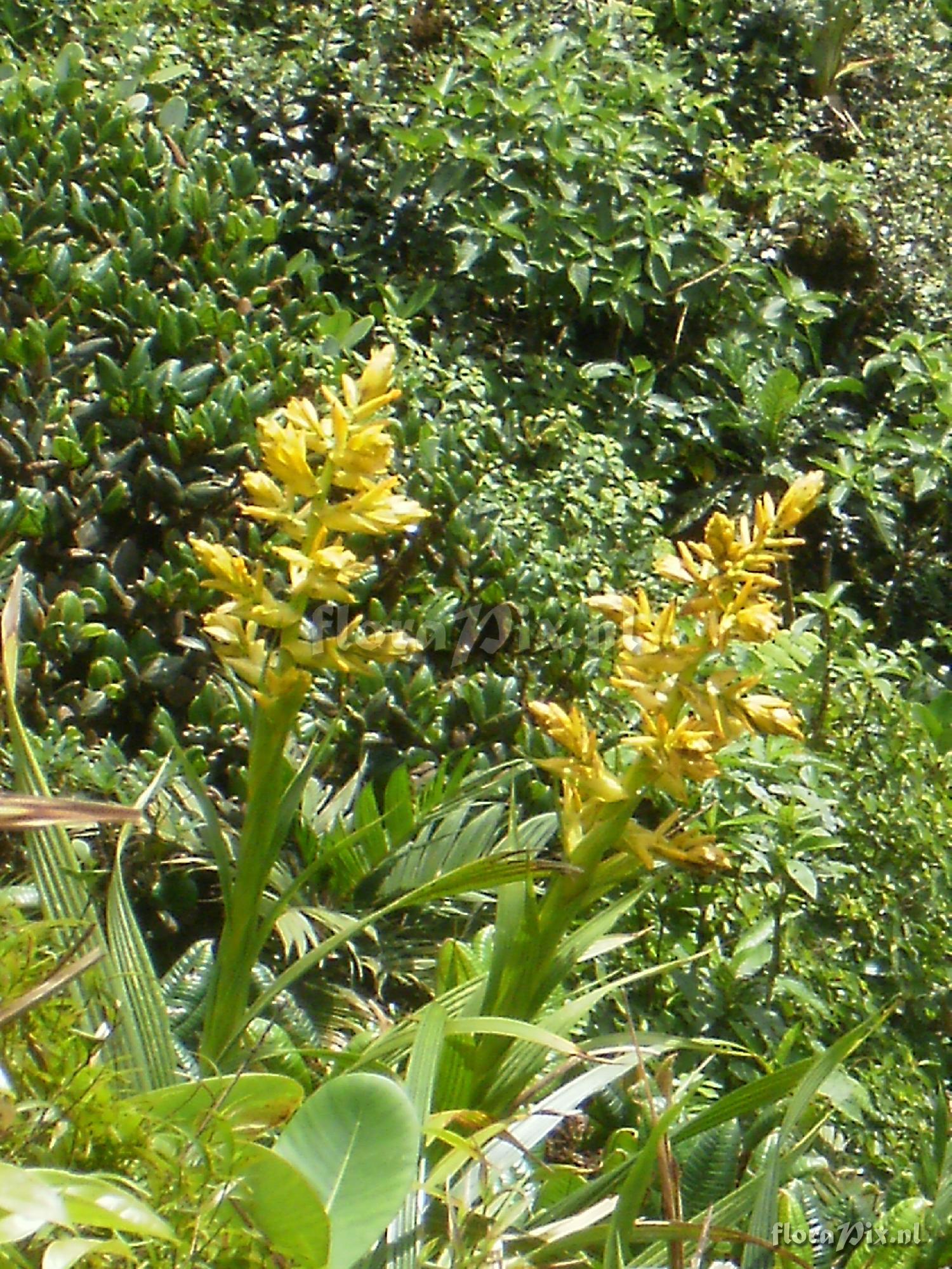 Guzmania plicatifolia