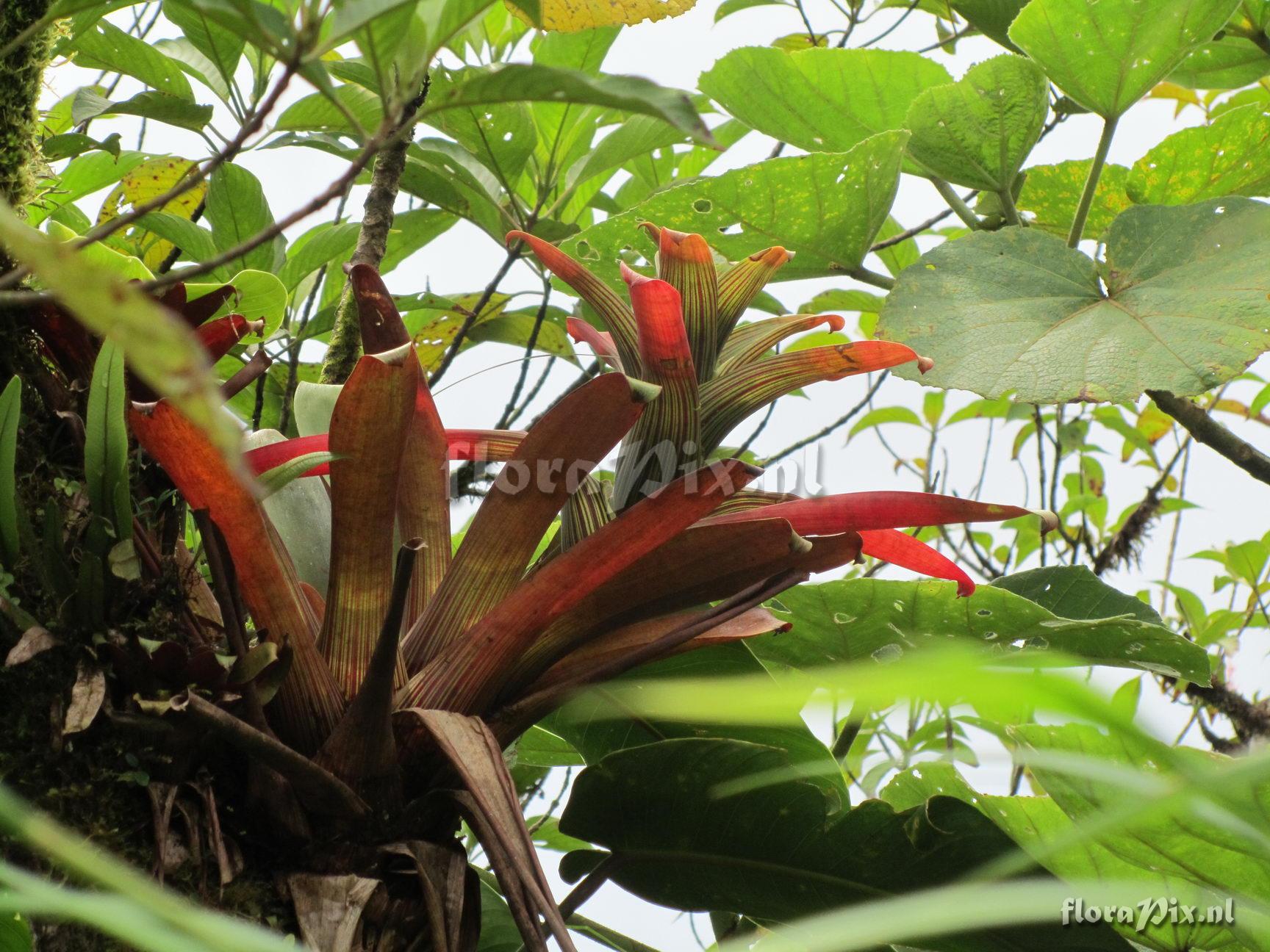 Guzmania circinnata