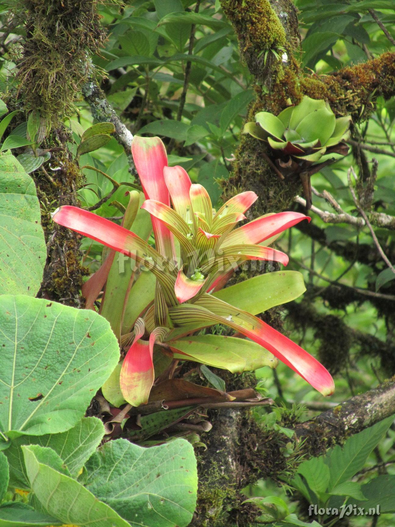 Guzmania circinnata