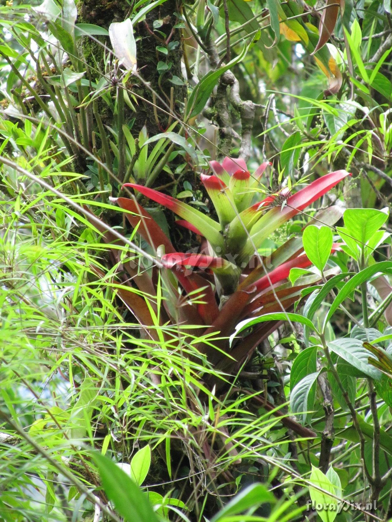 Guzmania circinnata