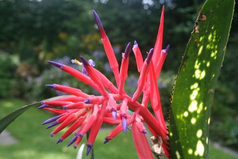 Billbergia x Virginia