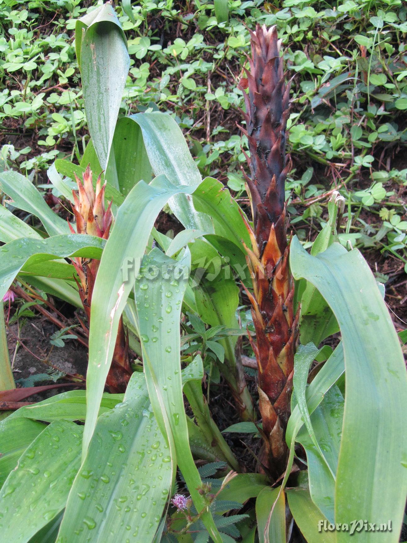 Pitcairnia imbricata