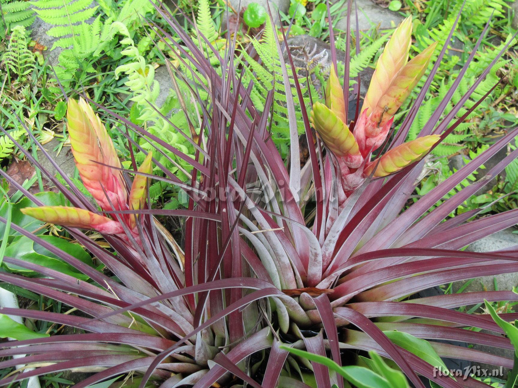 Tillandsia fasciculata (var. fasciculata?)