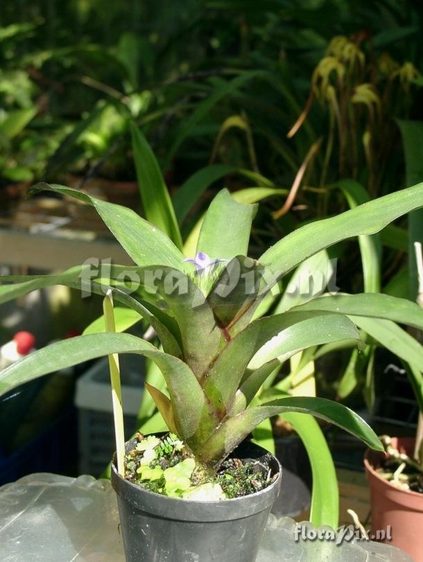 Neoregelia roethii