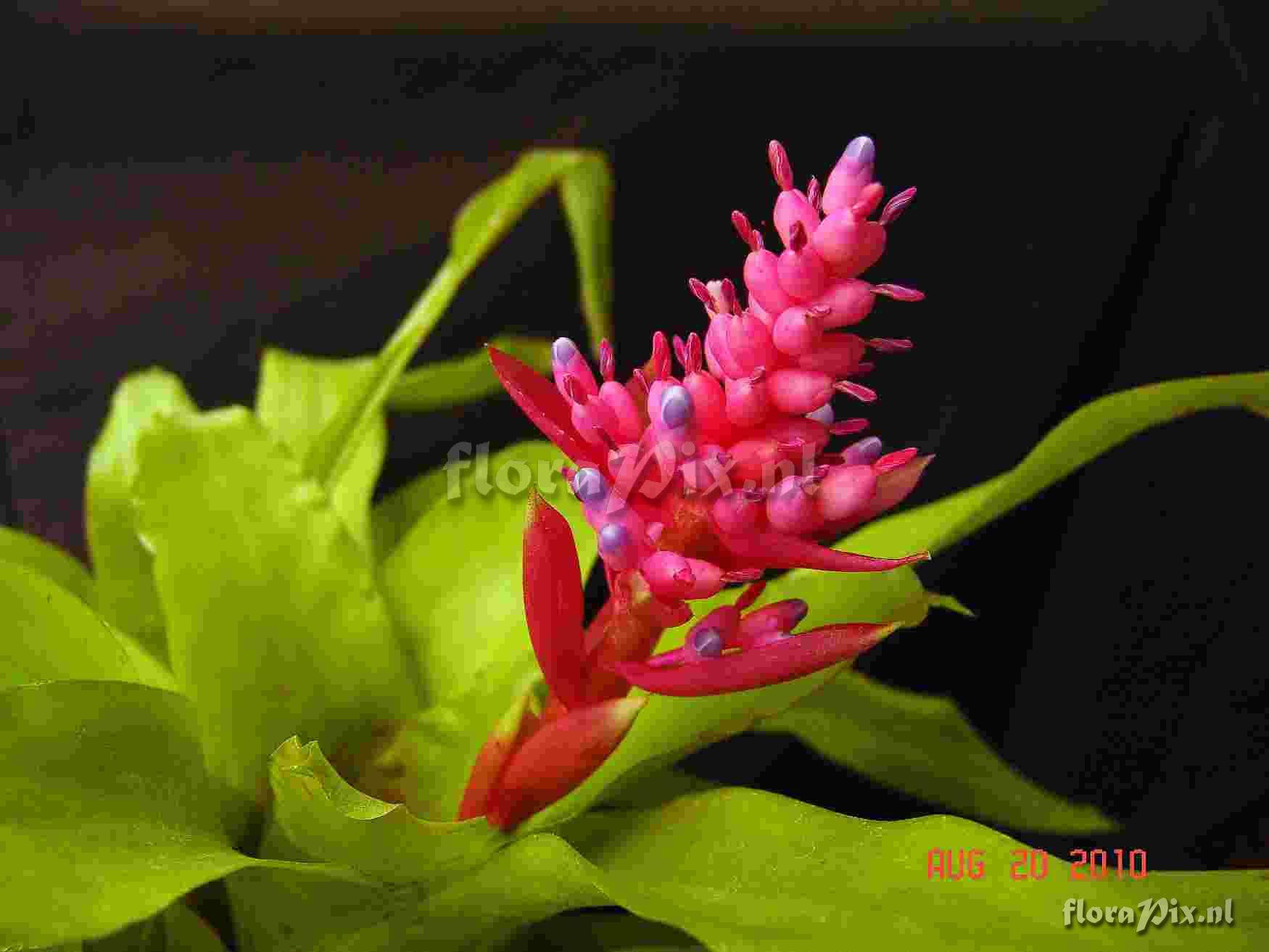 Aechmea andersonii