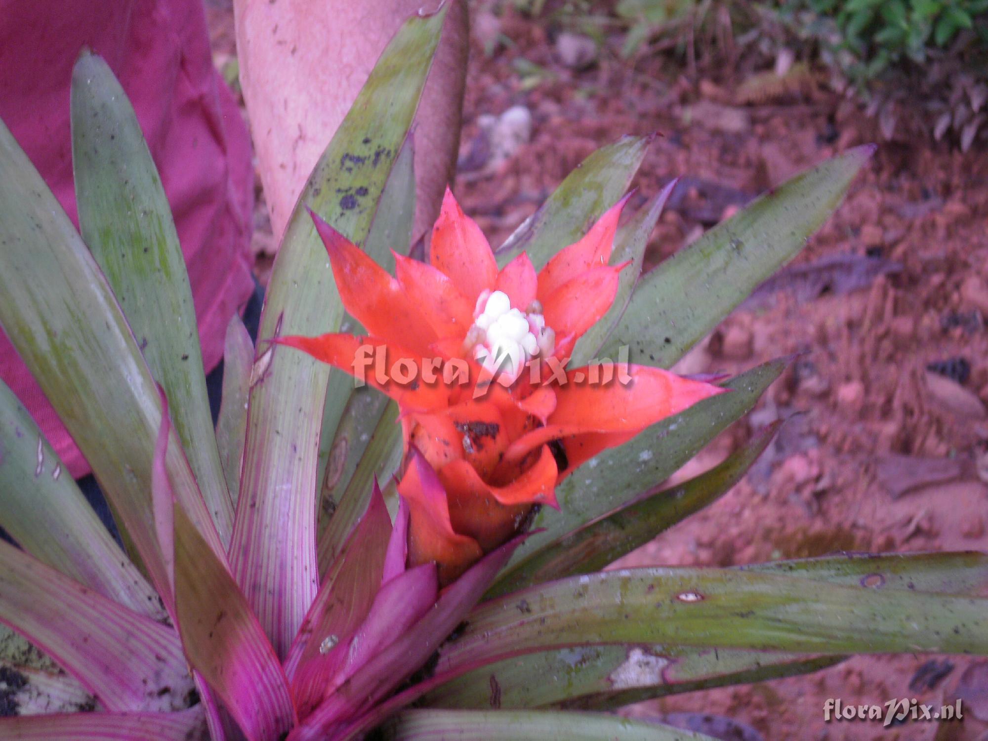 Guzmania lingulata