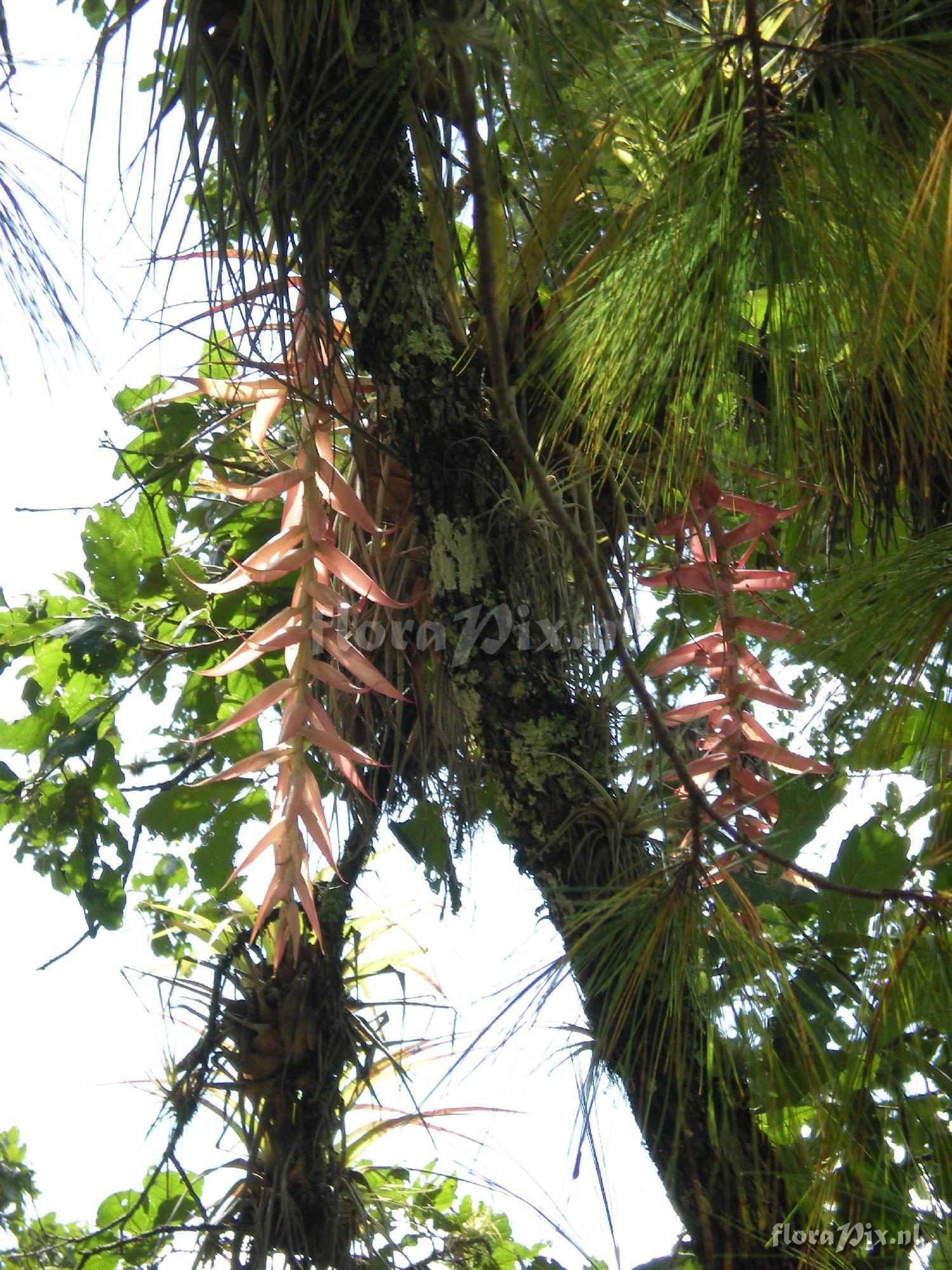 Tillandsia prodigiosa