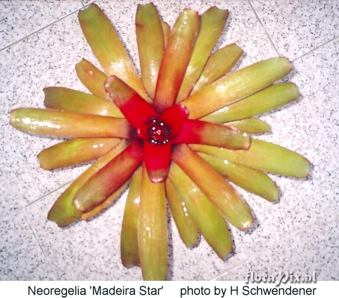 Neoregelia