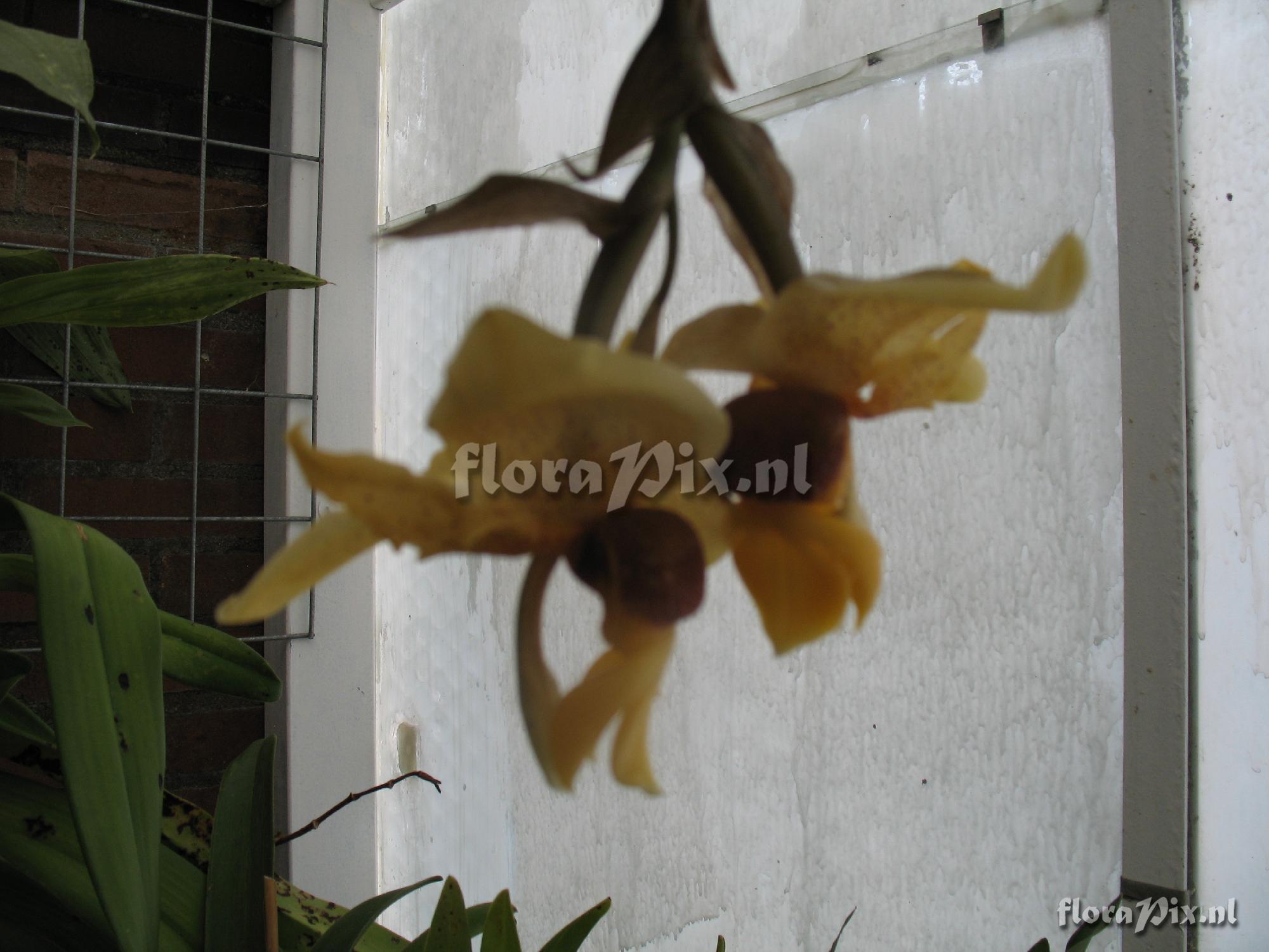 Stanhopea connata