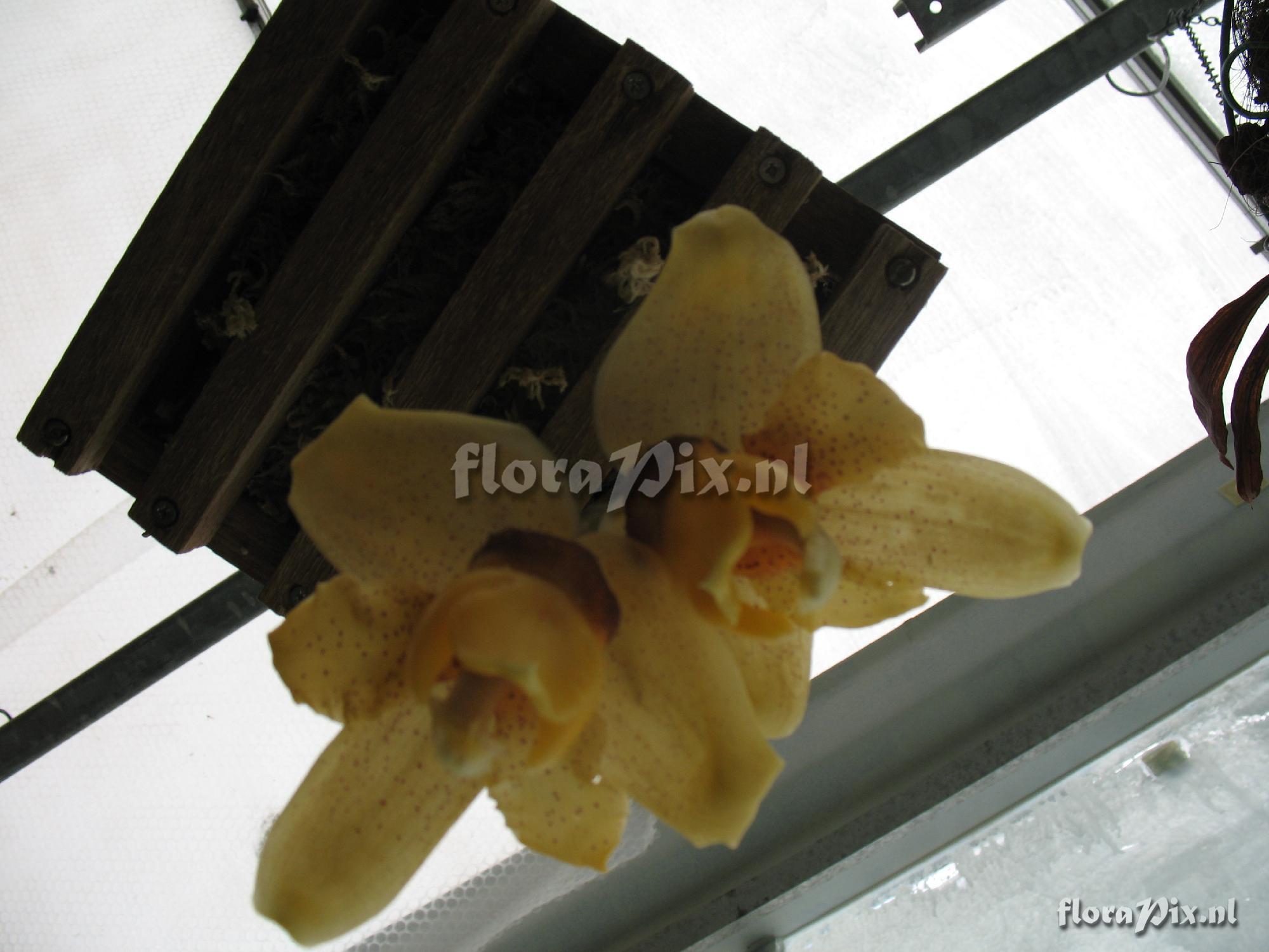 Stanhopea connata