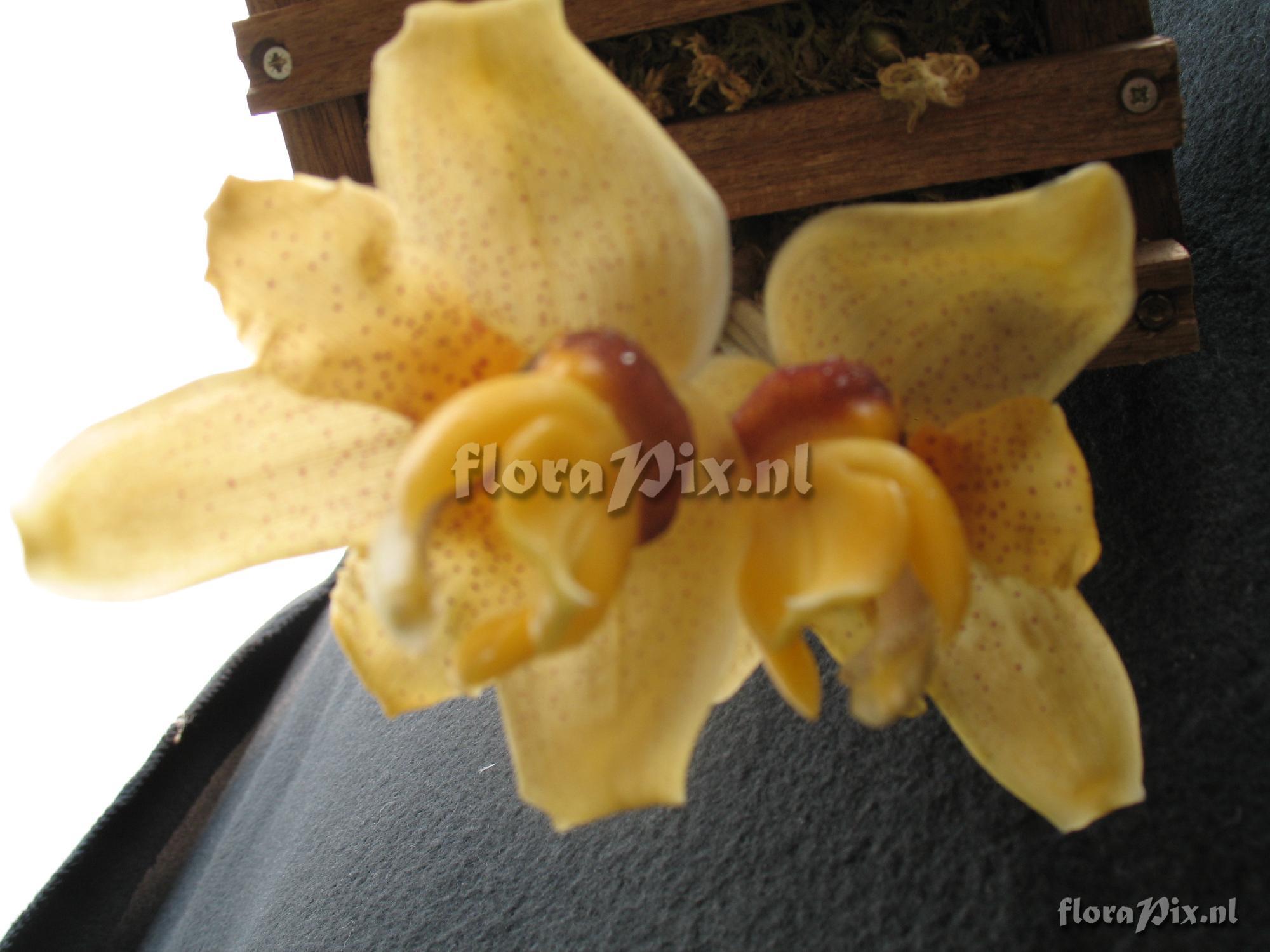 Stanhopea connata