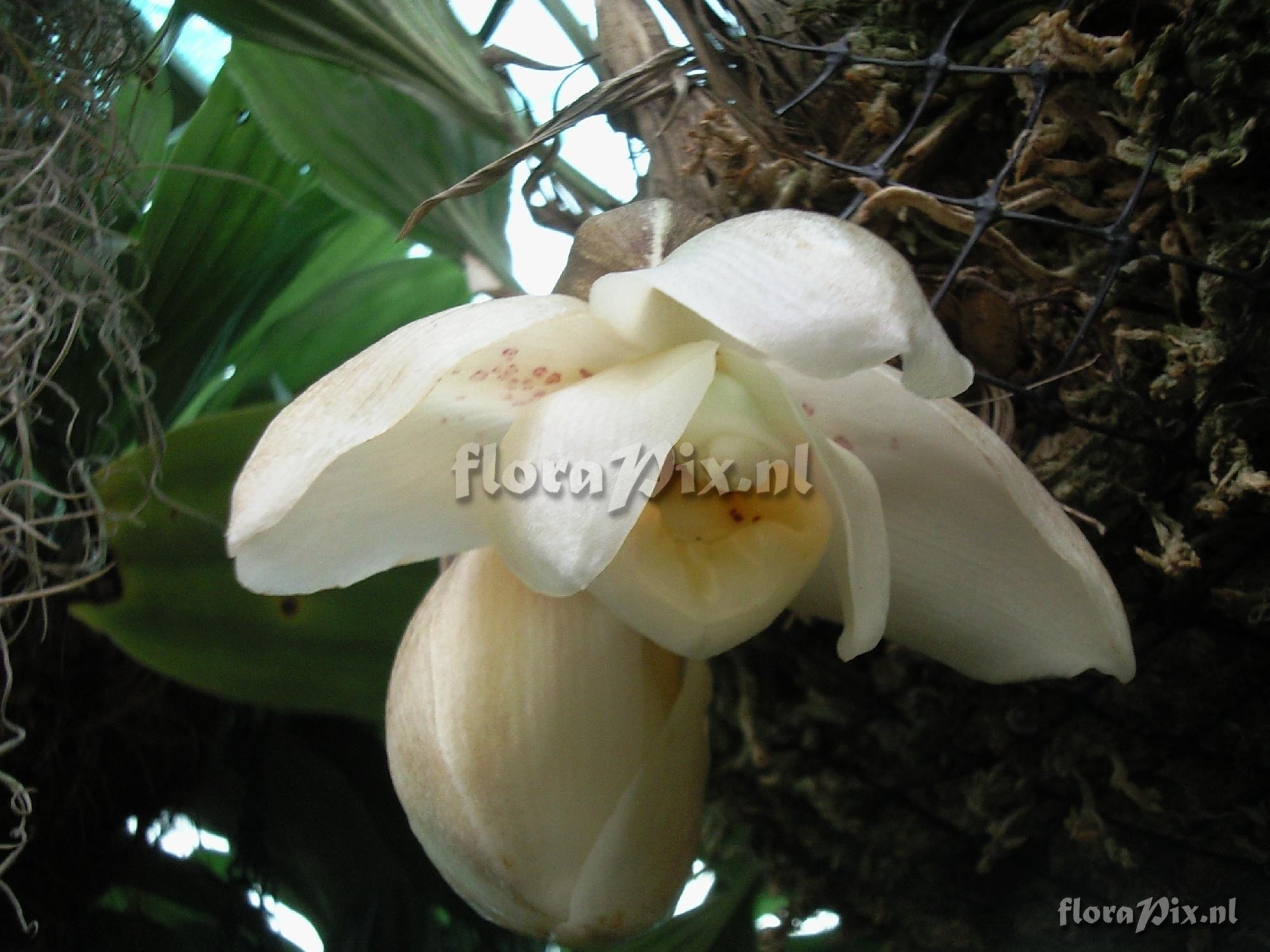 Stanhopea ecornuta