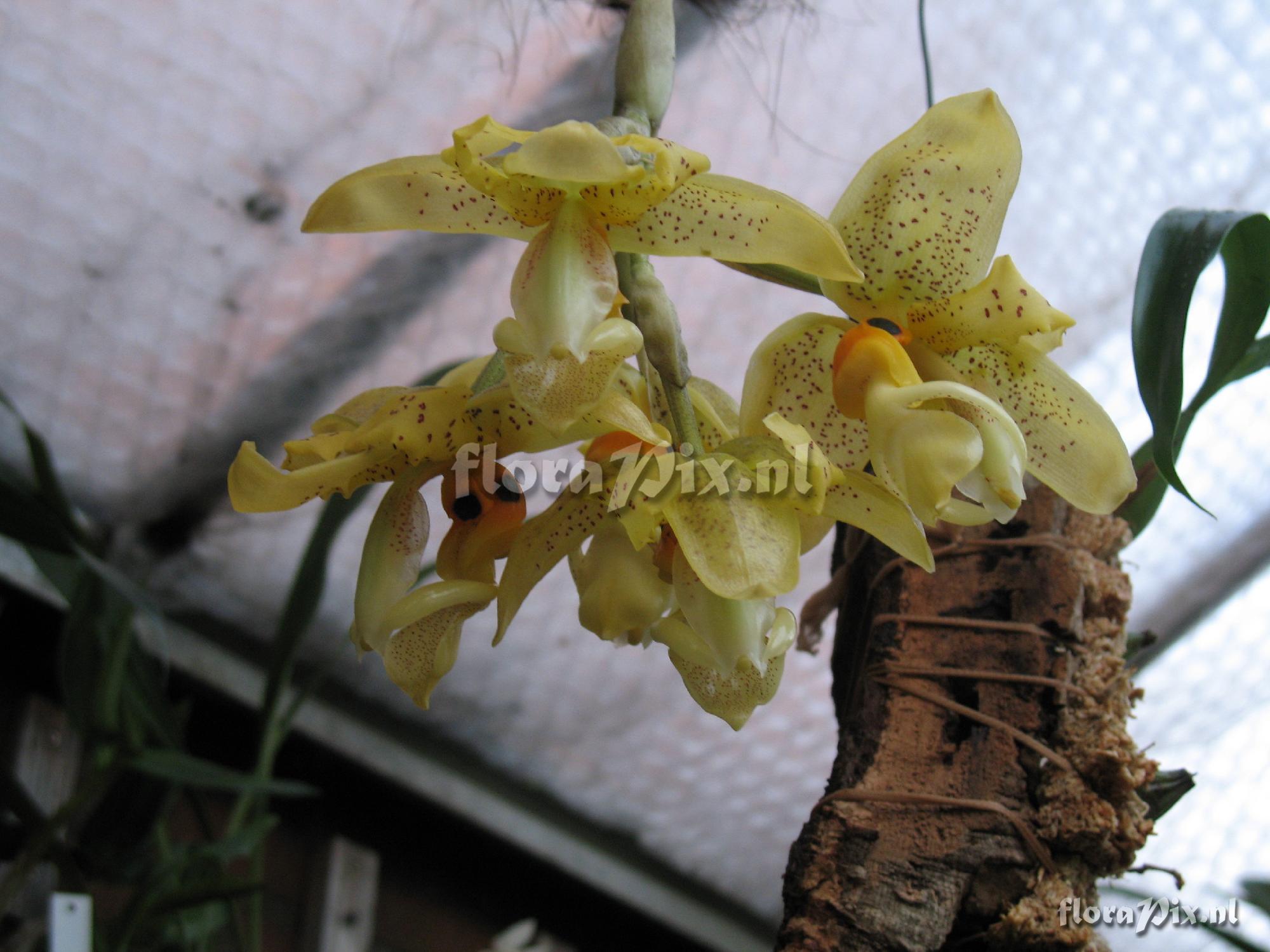 Stanhopea greerii