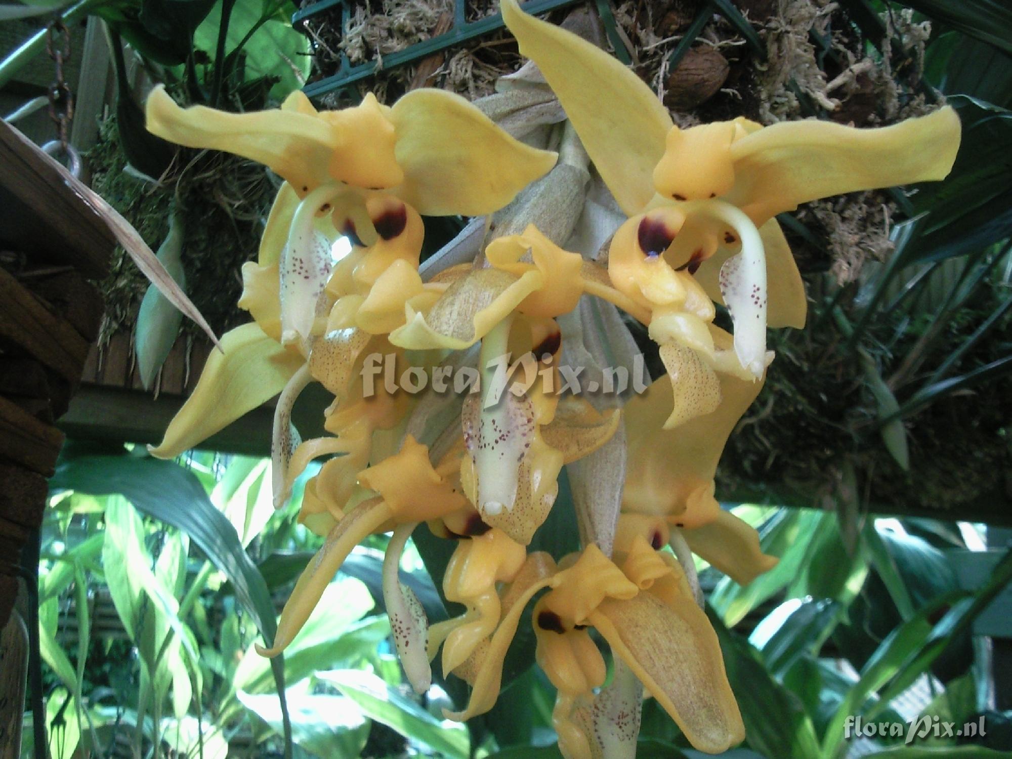 Stanhopea ??