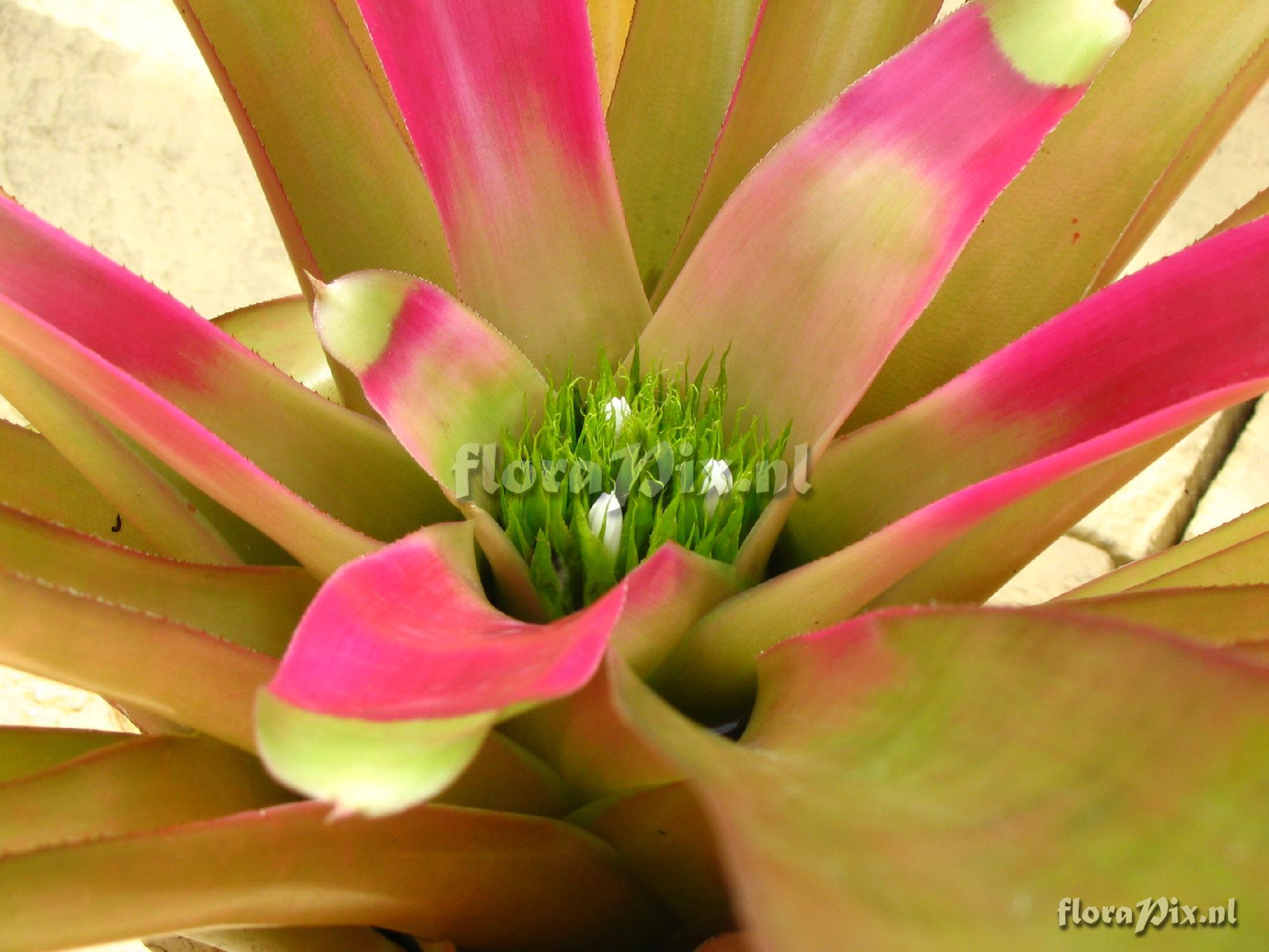 Neoregelia nevaresii b.