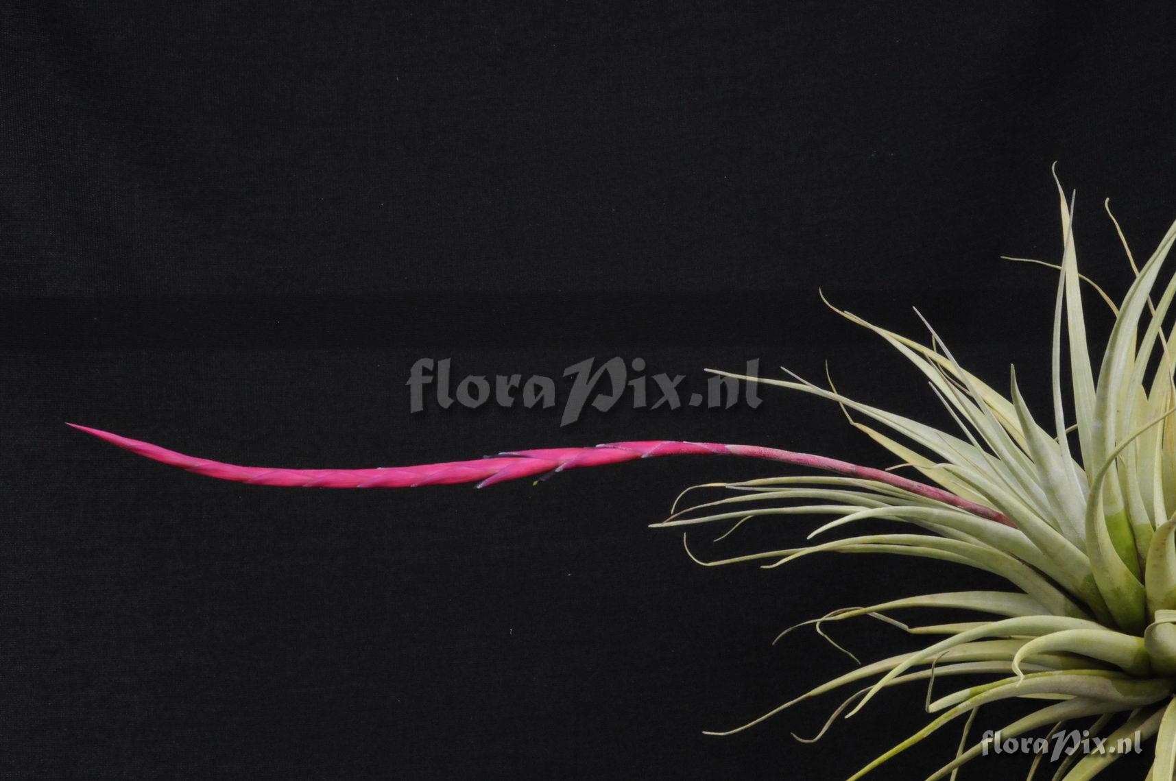 Vriesea Tillandsia andreetae