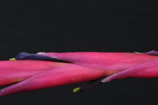 Vriesea Tillandsia andreetae