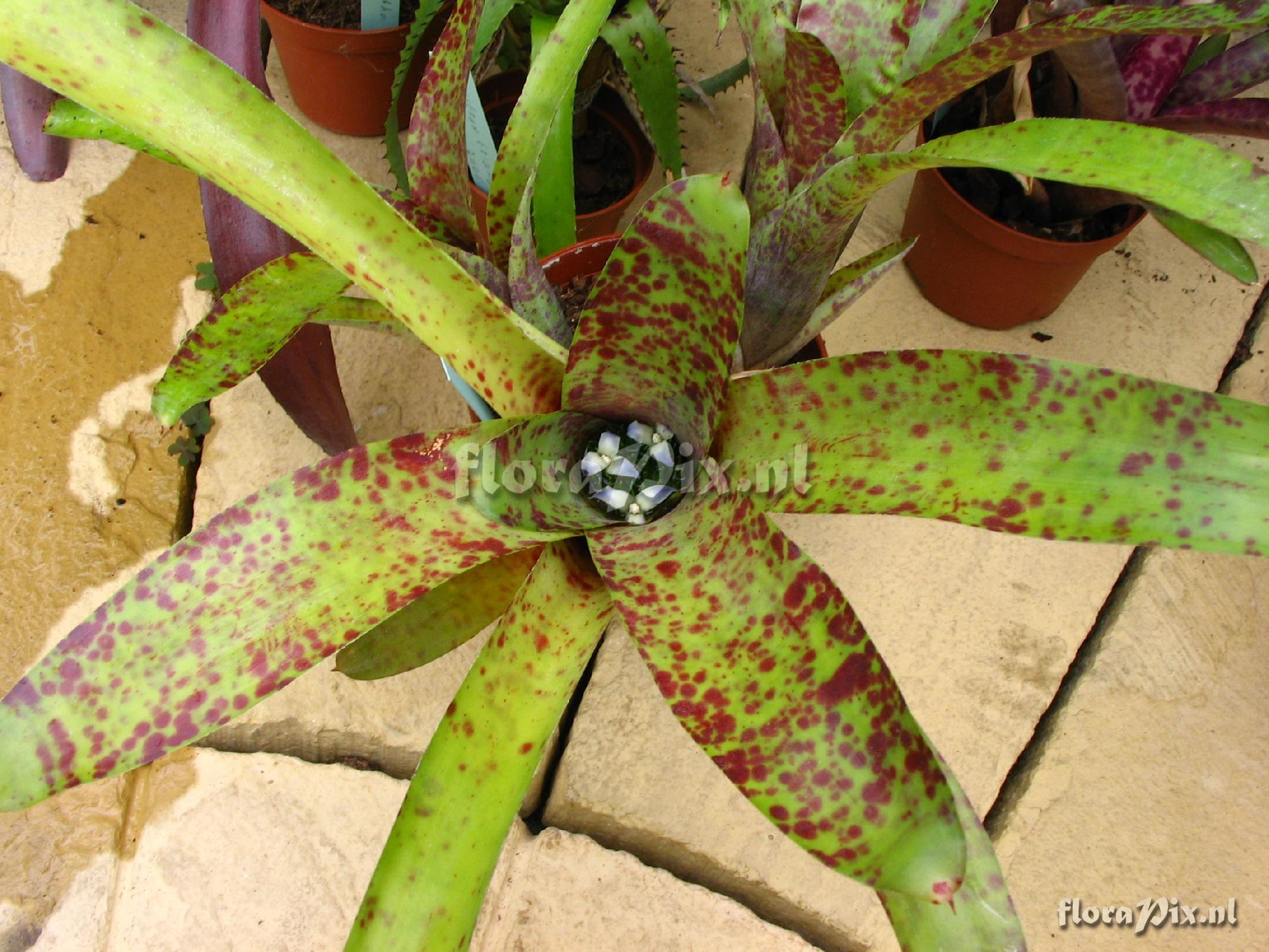 Neoregelia aff. guttata