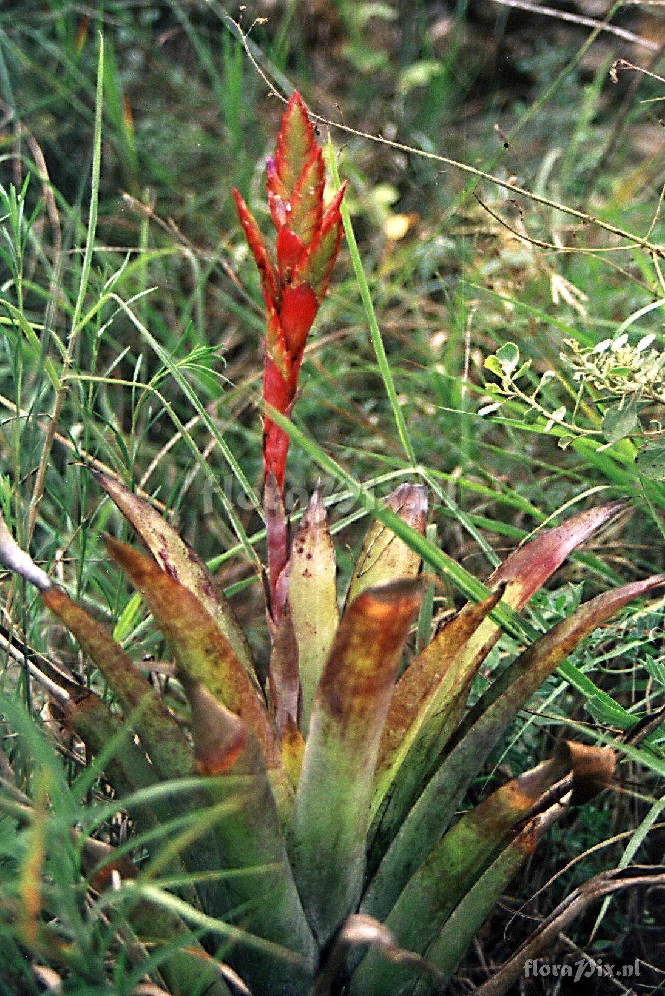 Tillandsia sp.