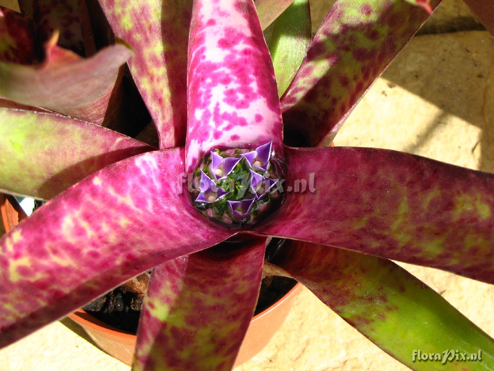 Neoregelia smithii