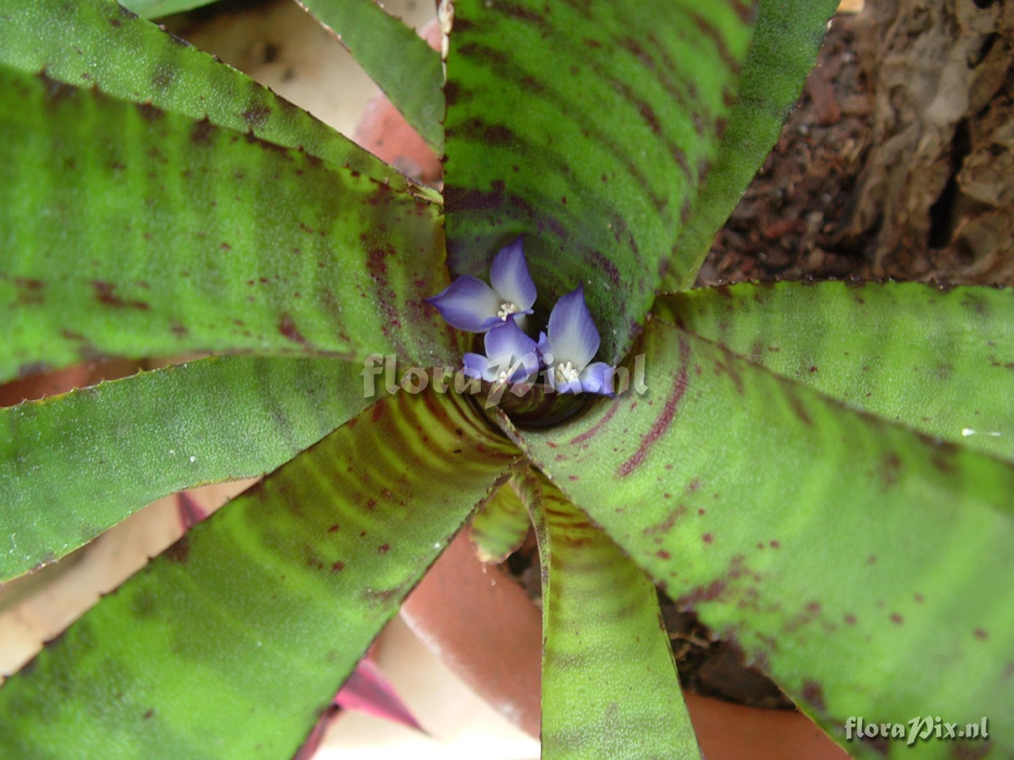 Neoregelia ampulacea