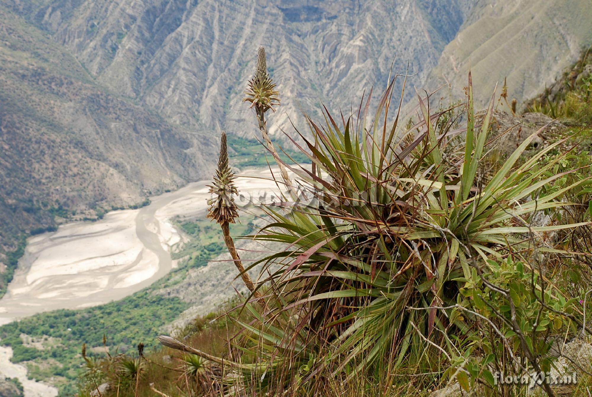 Puya spec.