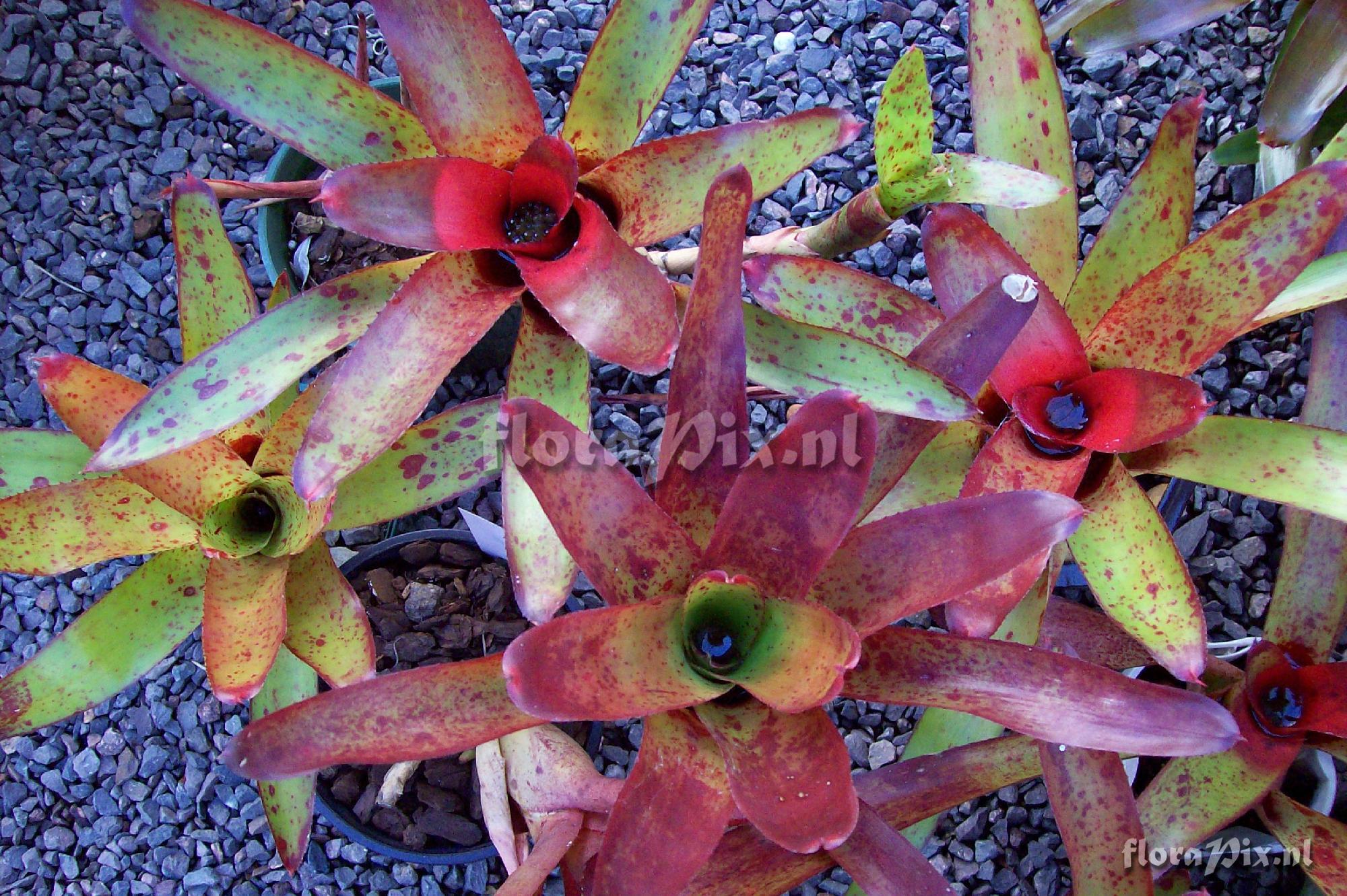 Neoregelia olens vulcan