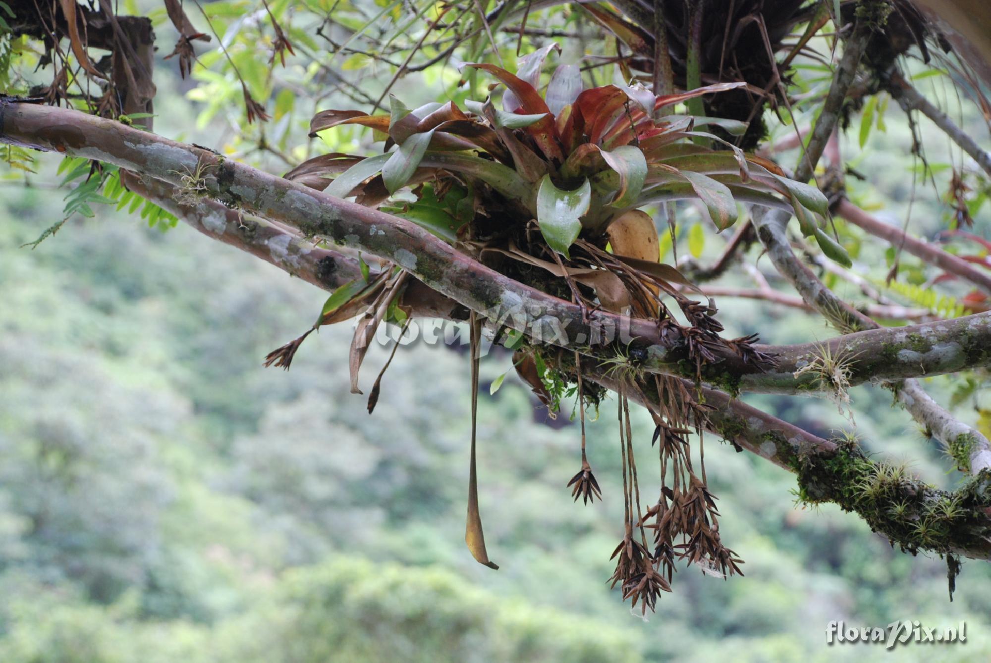 Tillandsia complanata