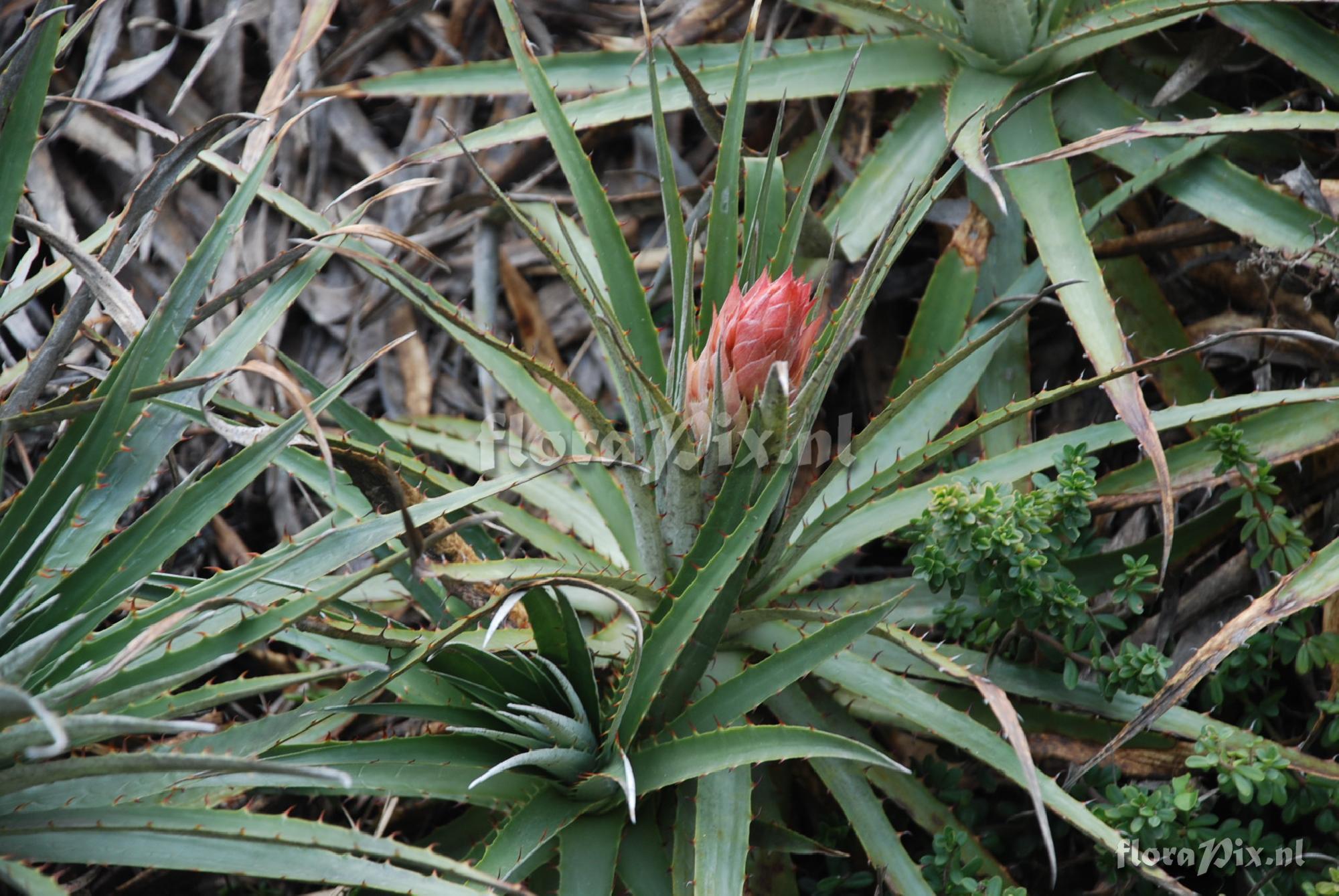 Puya 