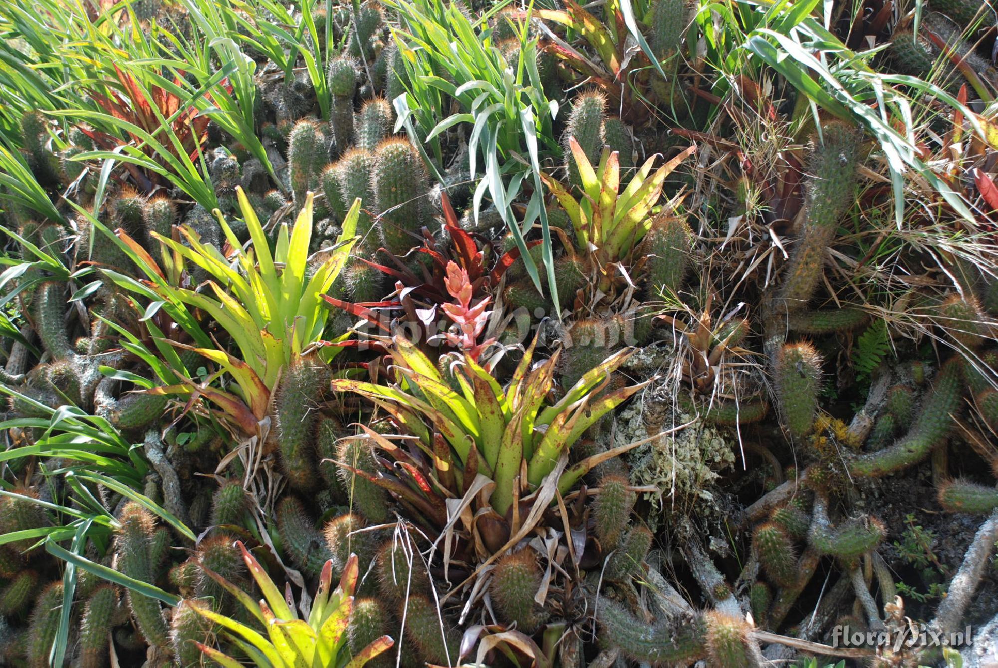 Tillandsia cf. sodiroi