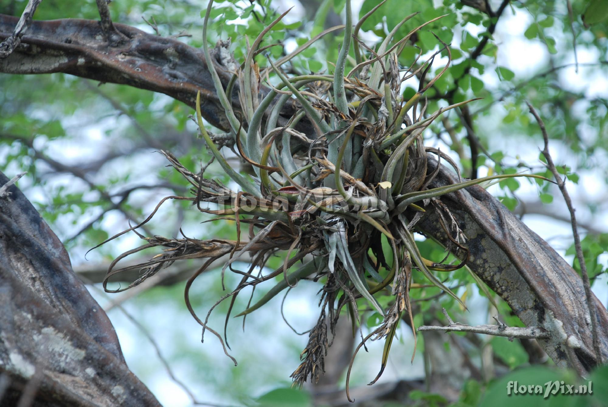 Tillandsia paucifolia