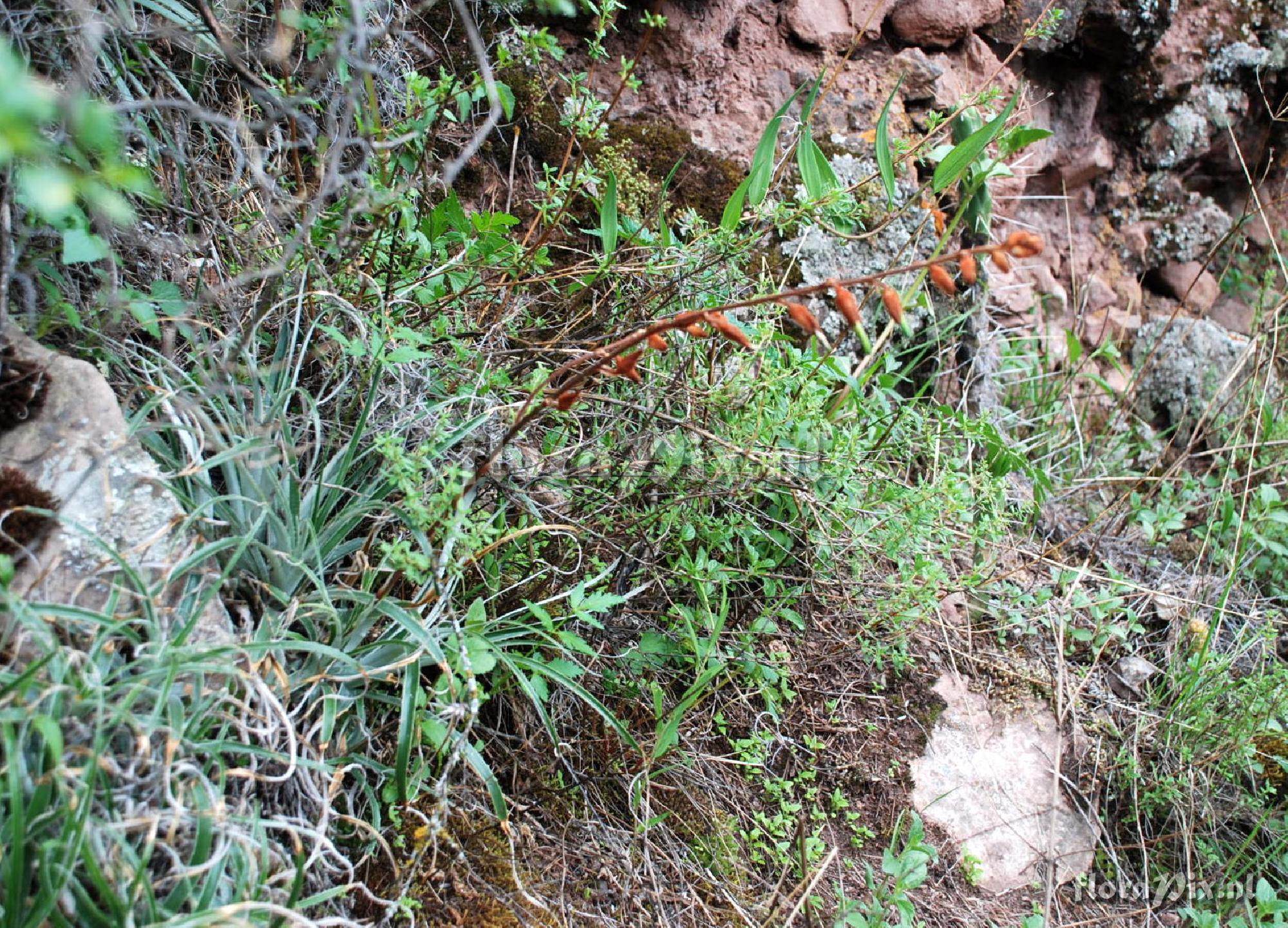 Puya aff. ferruginea