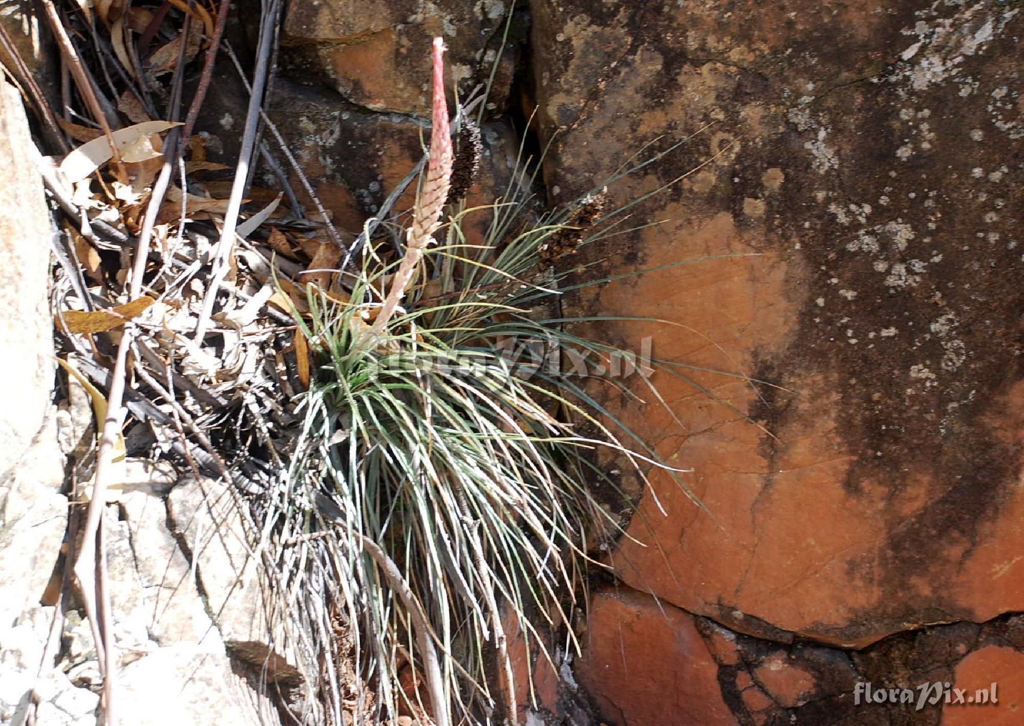 Puya 