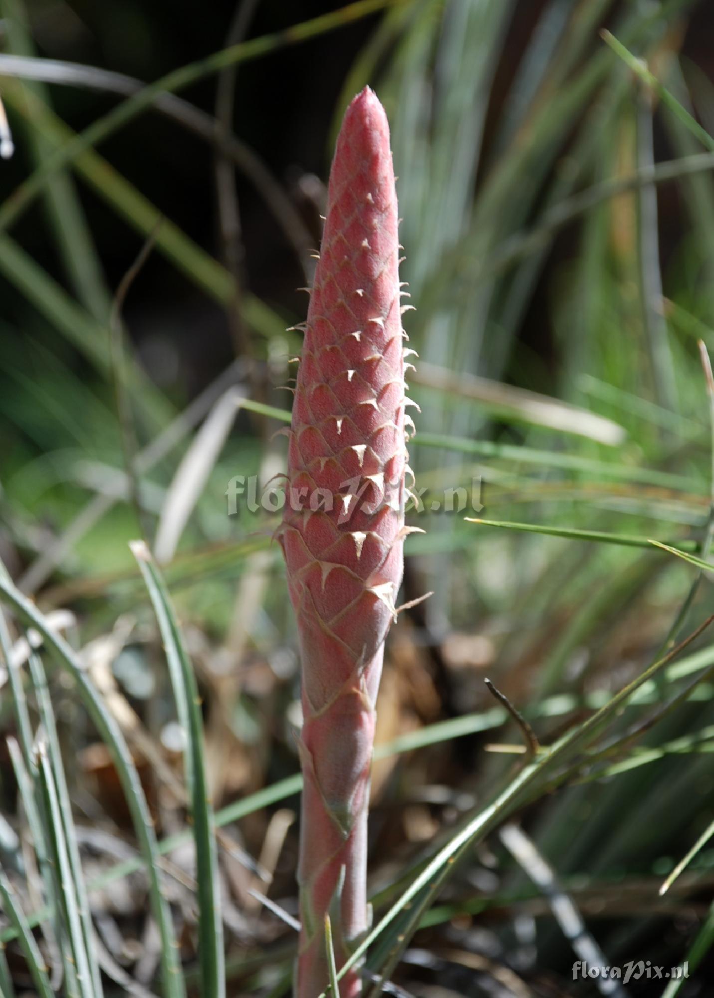 Puya 