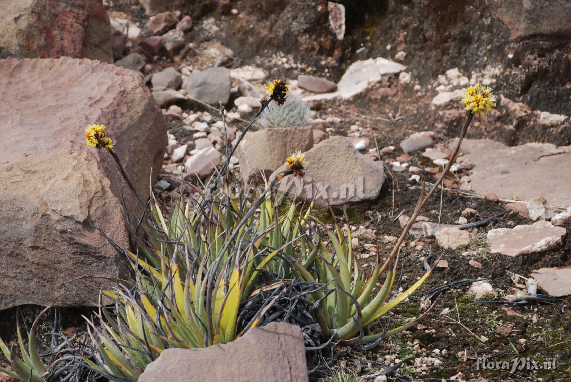 Deuterocohnia strobilifera 