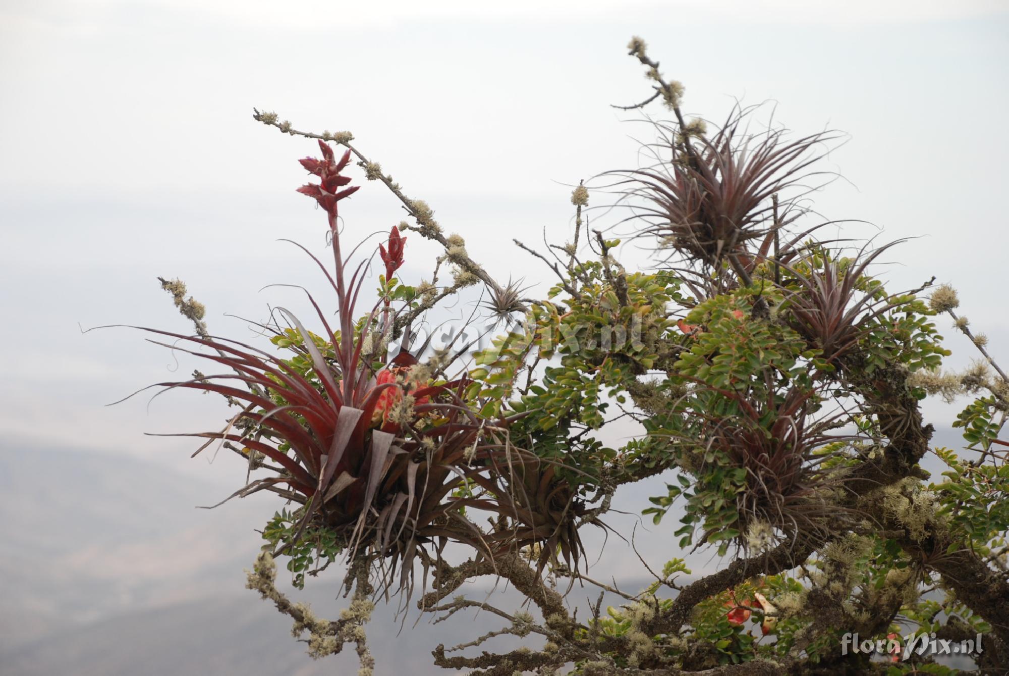 Tillandsia aff. latifolia