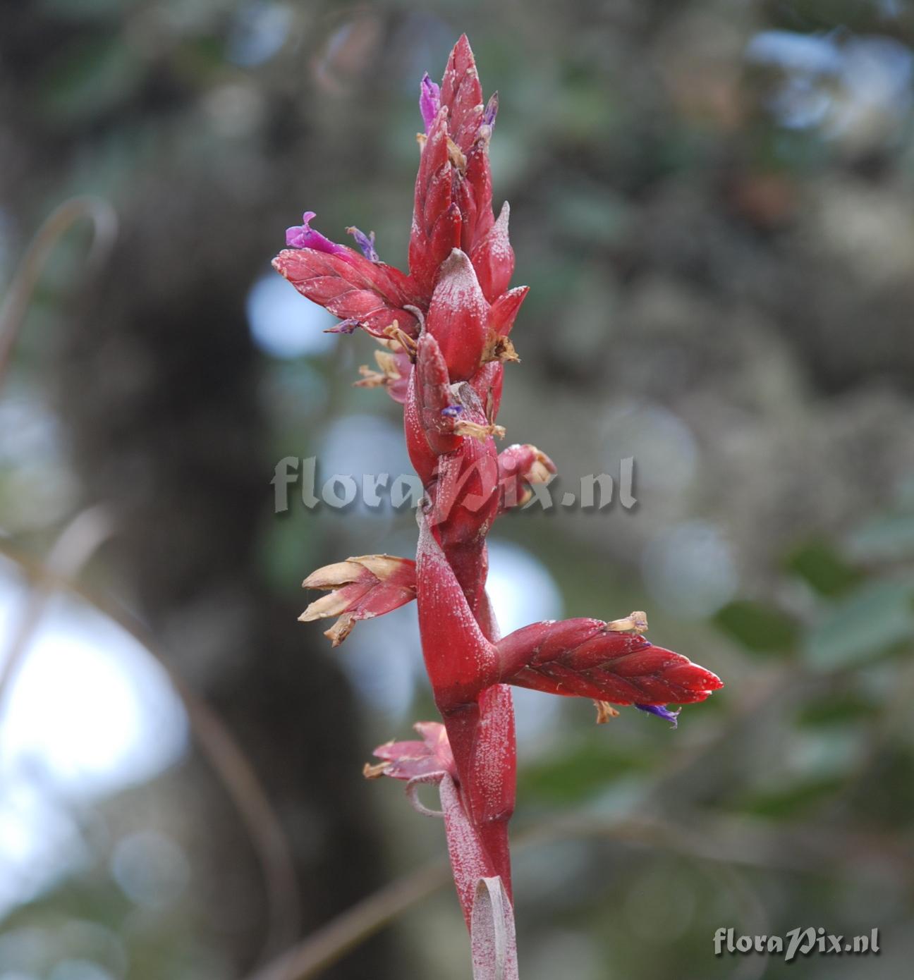 Tillandsia aff. latifolia