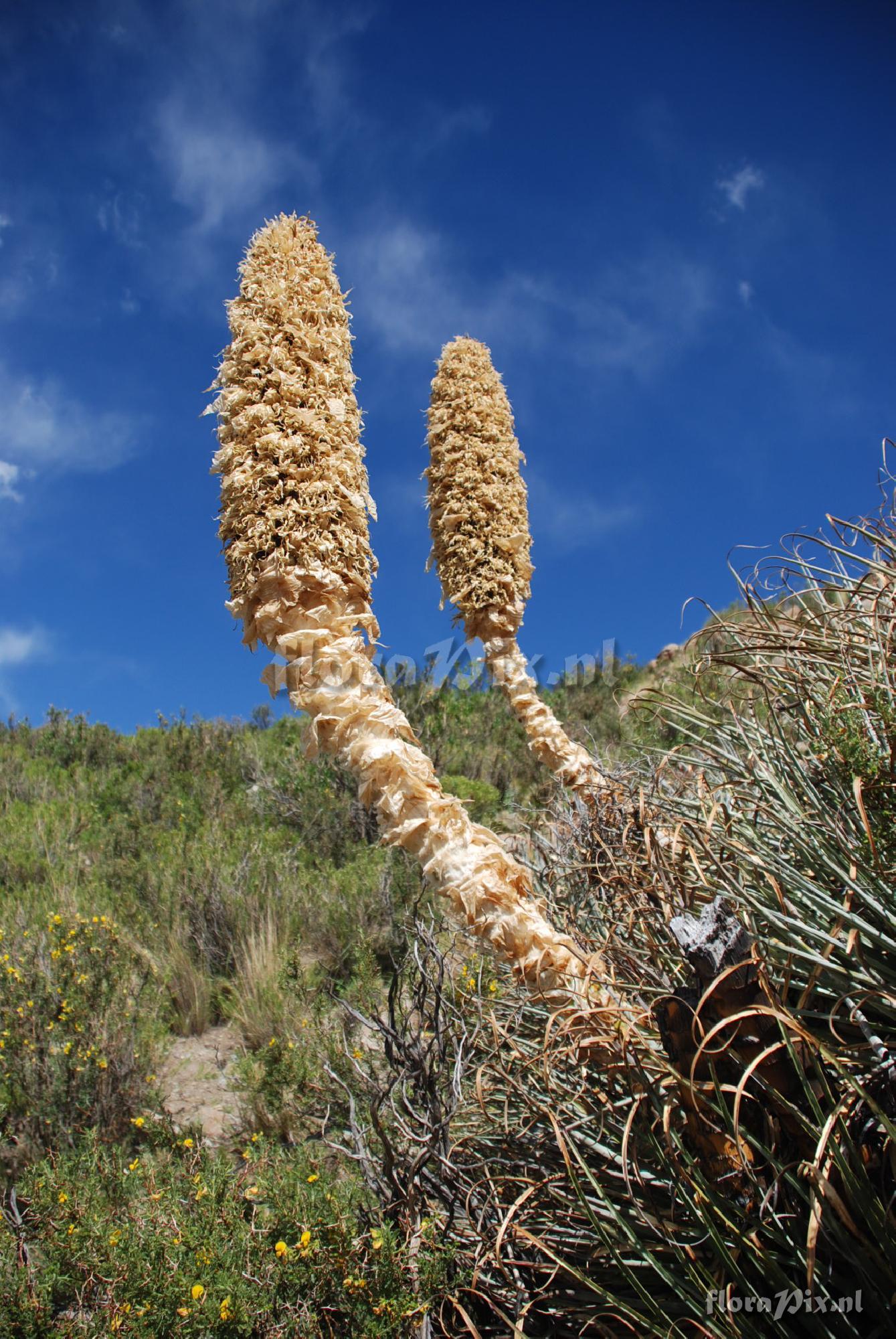 Puya 