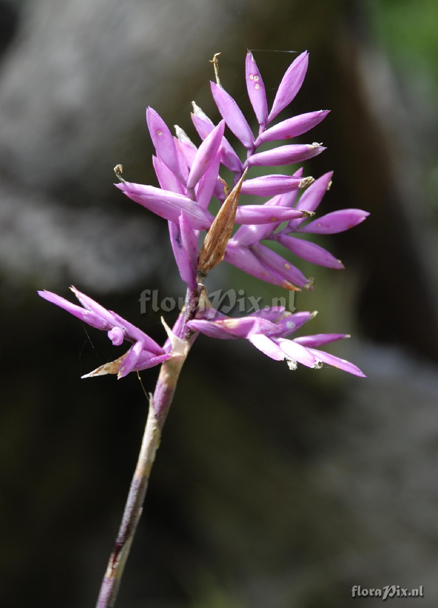 Tillandsia straminea