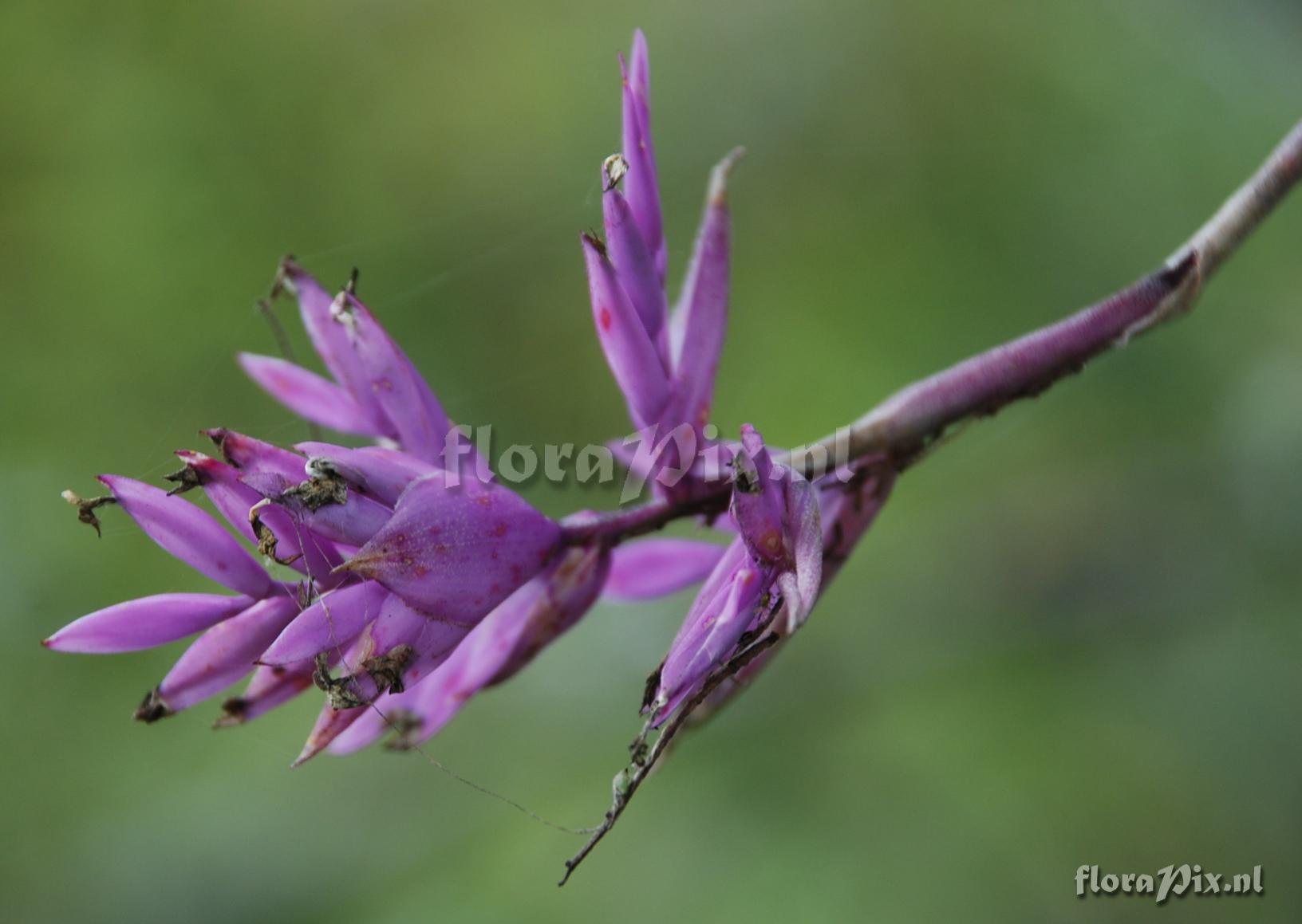 Tillandsia straminea