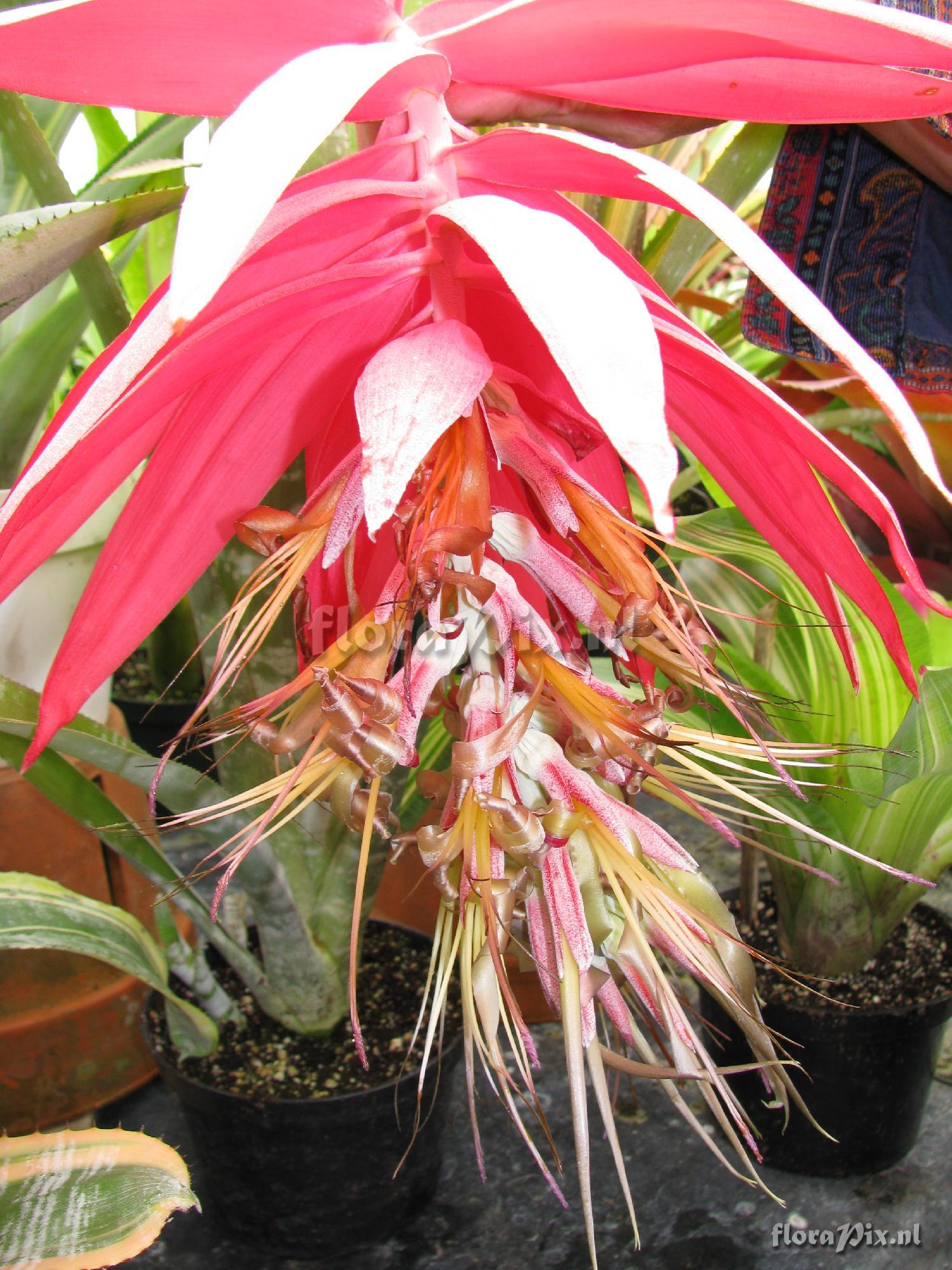 Billbergia eloisiae